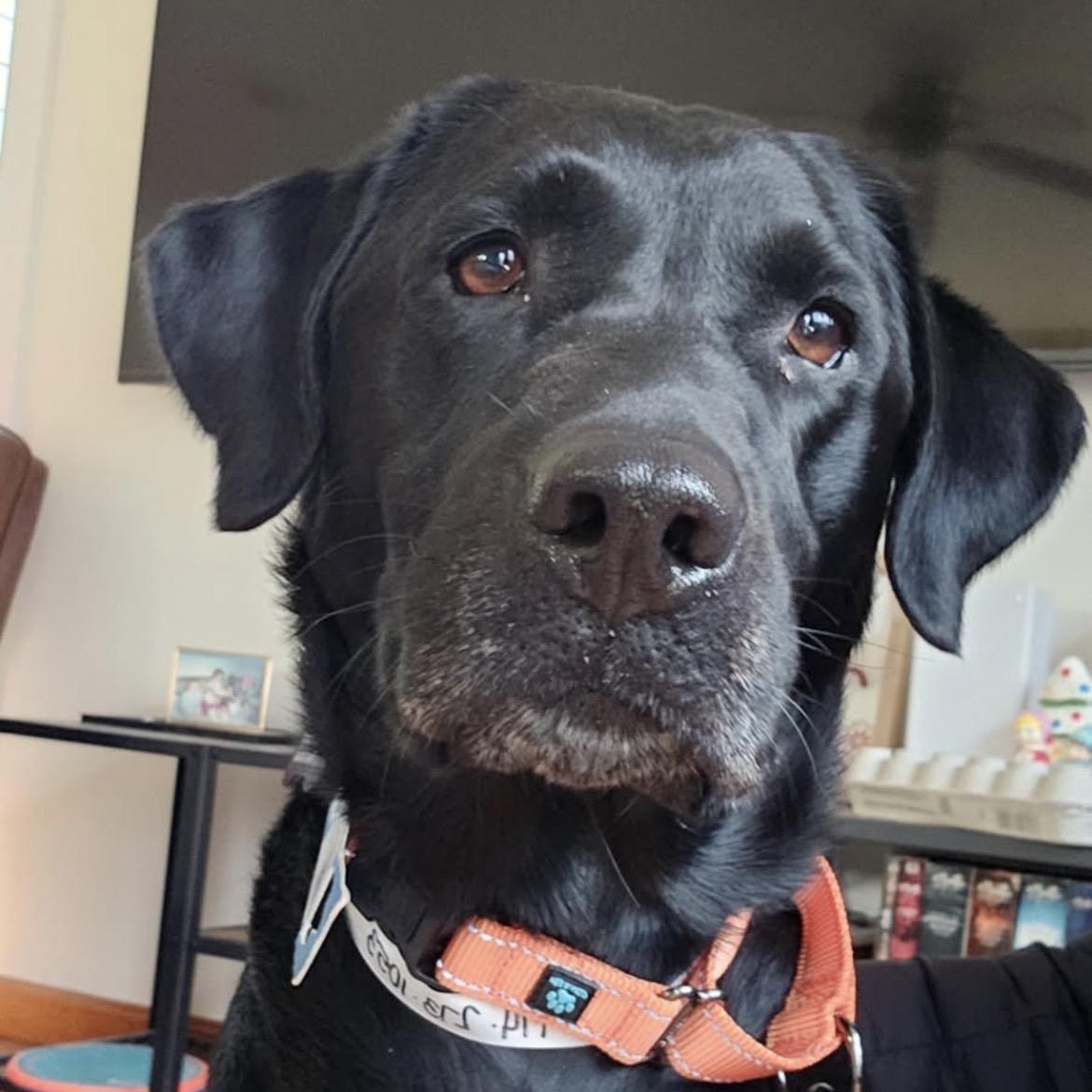 RIKARD RIDGE -Local, a Adoptable mixed breed in Warwick, RI image 4/6