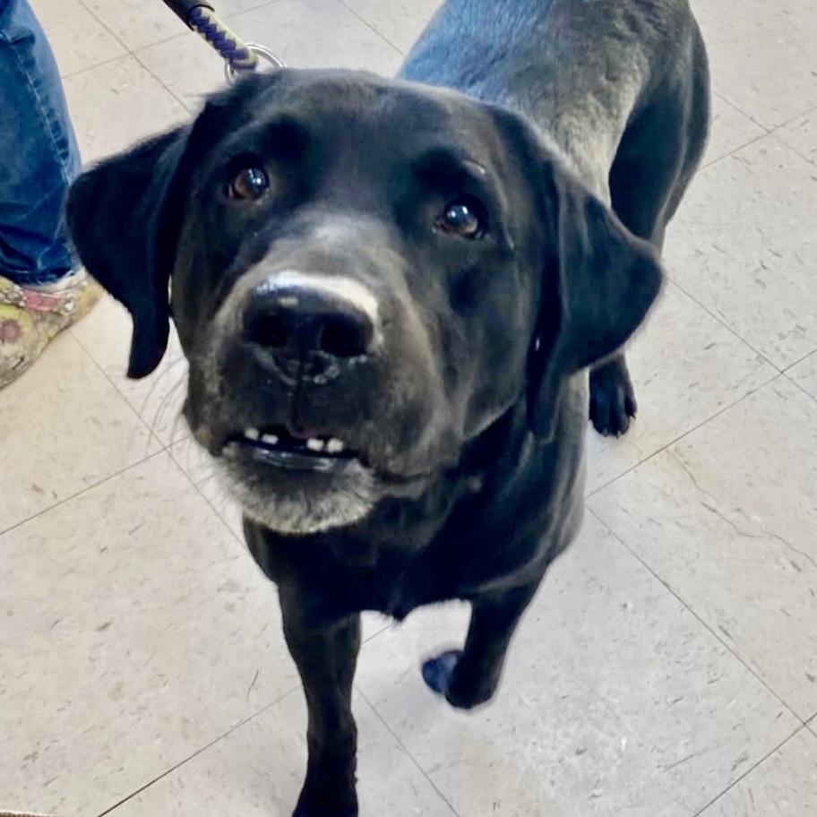 RIKARD RIDGE, a Adoptable mixed breed in Warwick, RI image 2/2