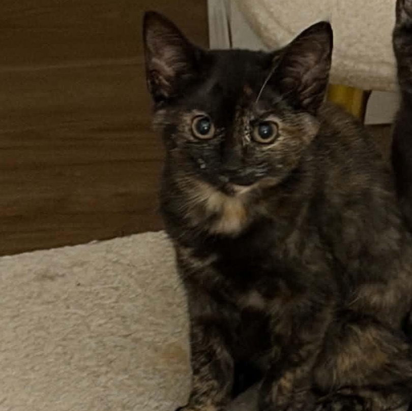 Enlarge Confetti, a Adopted Domestic Short Hair in Martinsville, IN image 3/3