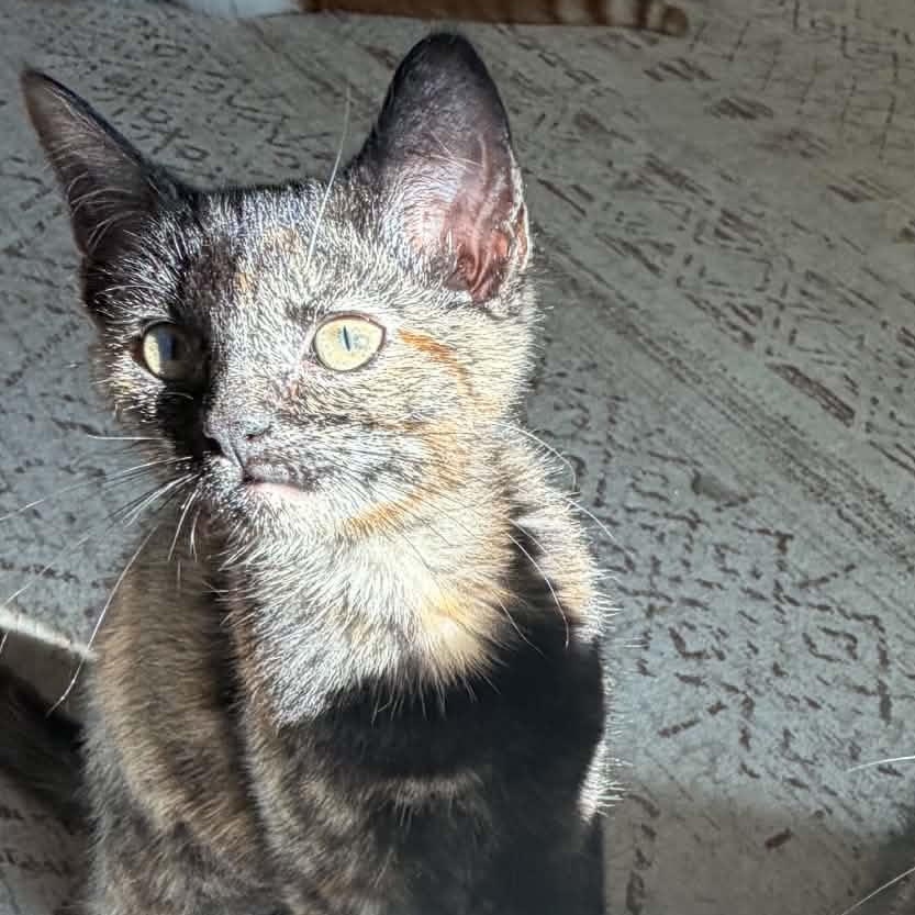 Enlarge Confetti, a Adopted Domestic Short Hair in Martinsville, IN image 2/3