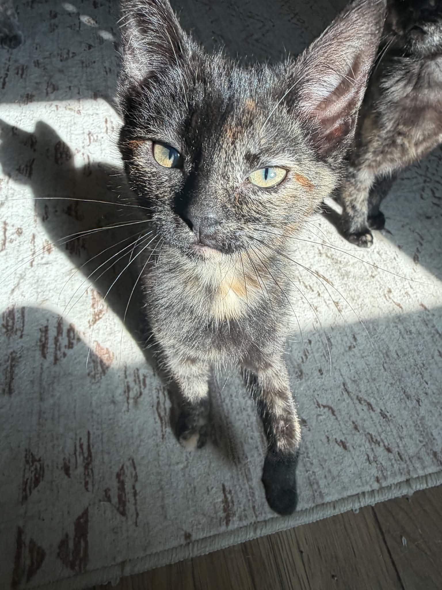 Confetti, Adopted, Kitten Female Domestic Short Hair.