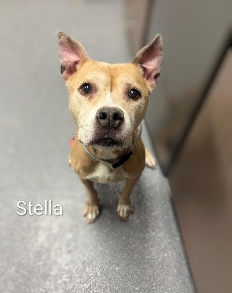 Stella, Adoptable, Senior Female Pit Bull Terrier.
