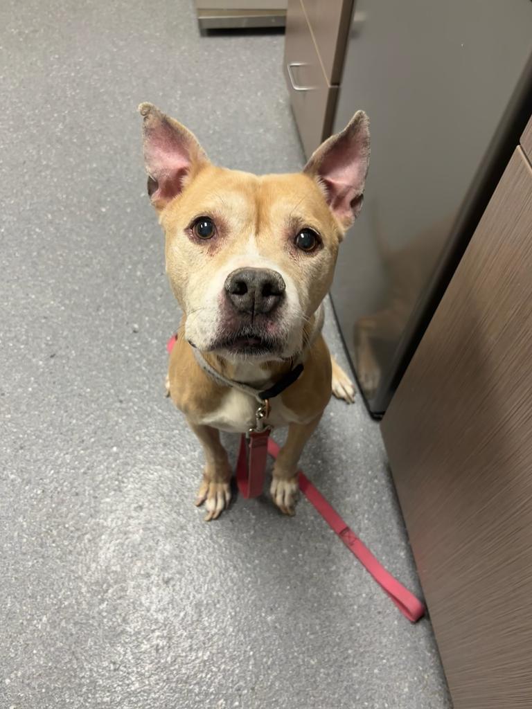 Stella, Adoptable, Adult Female Pit Bull Terrier.