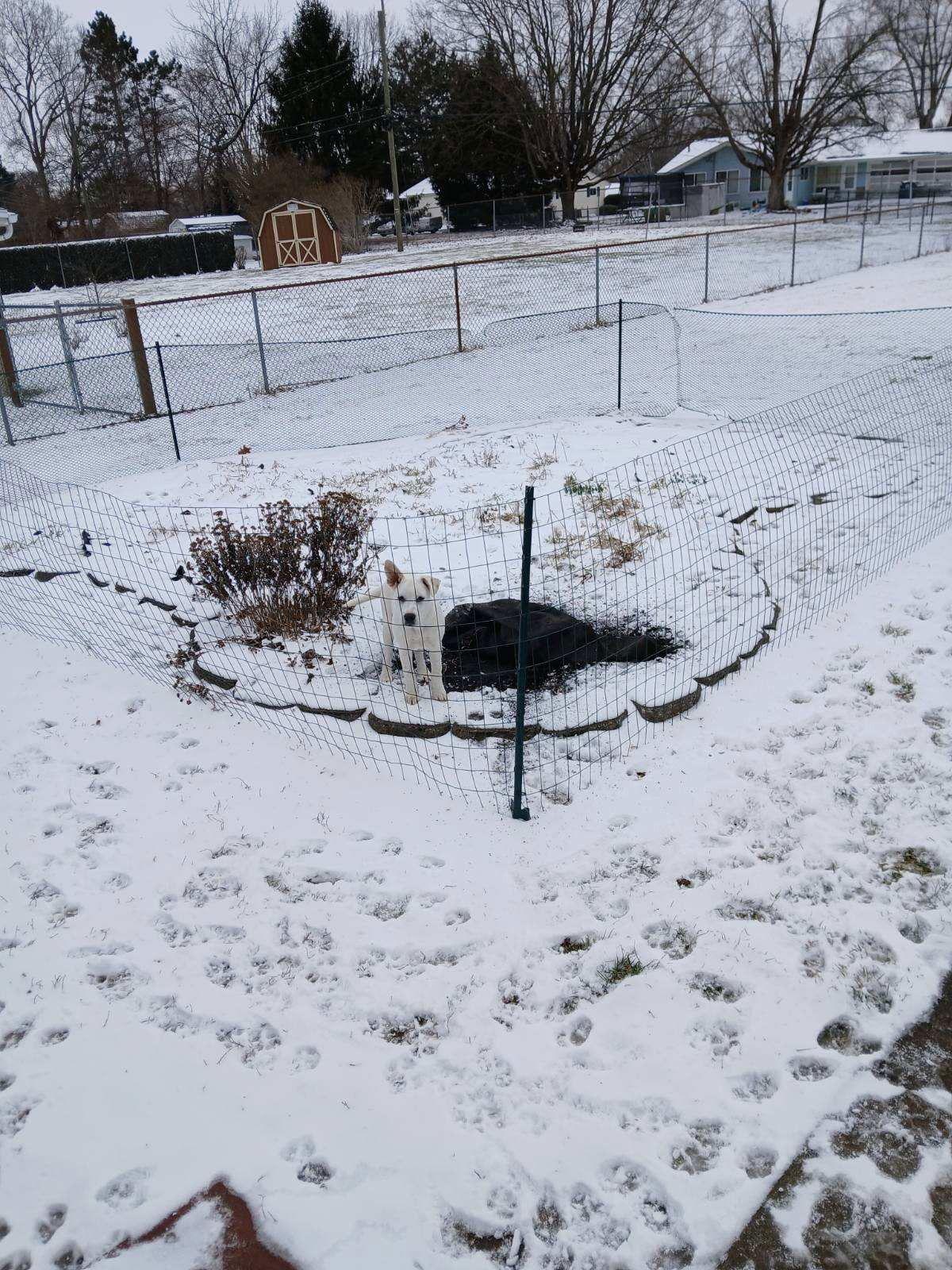 Enlarge Helene, a Adoptable Cattle Dog in Londonderry, NH image 1/3