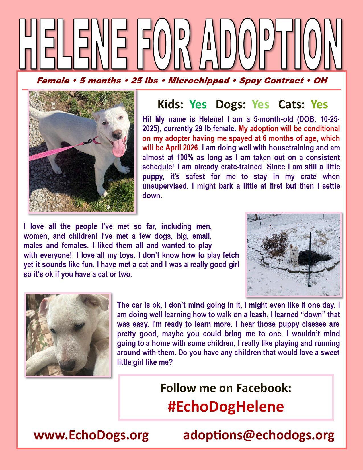 Enlarge Helene, a Adoptable Cattle Dog in Londonderry, NH image 2/3