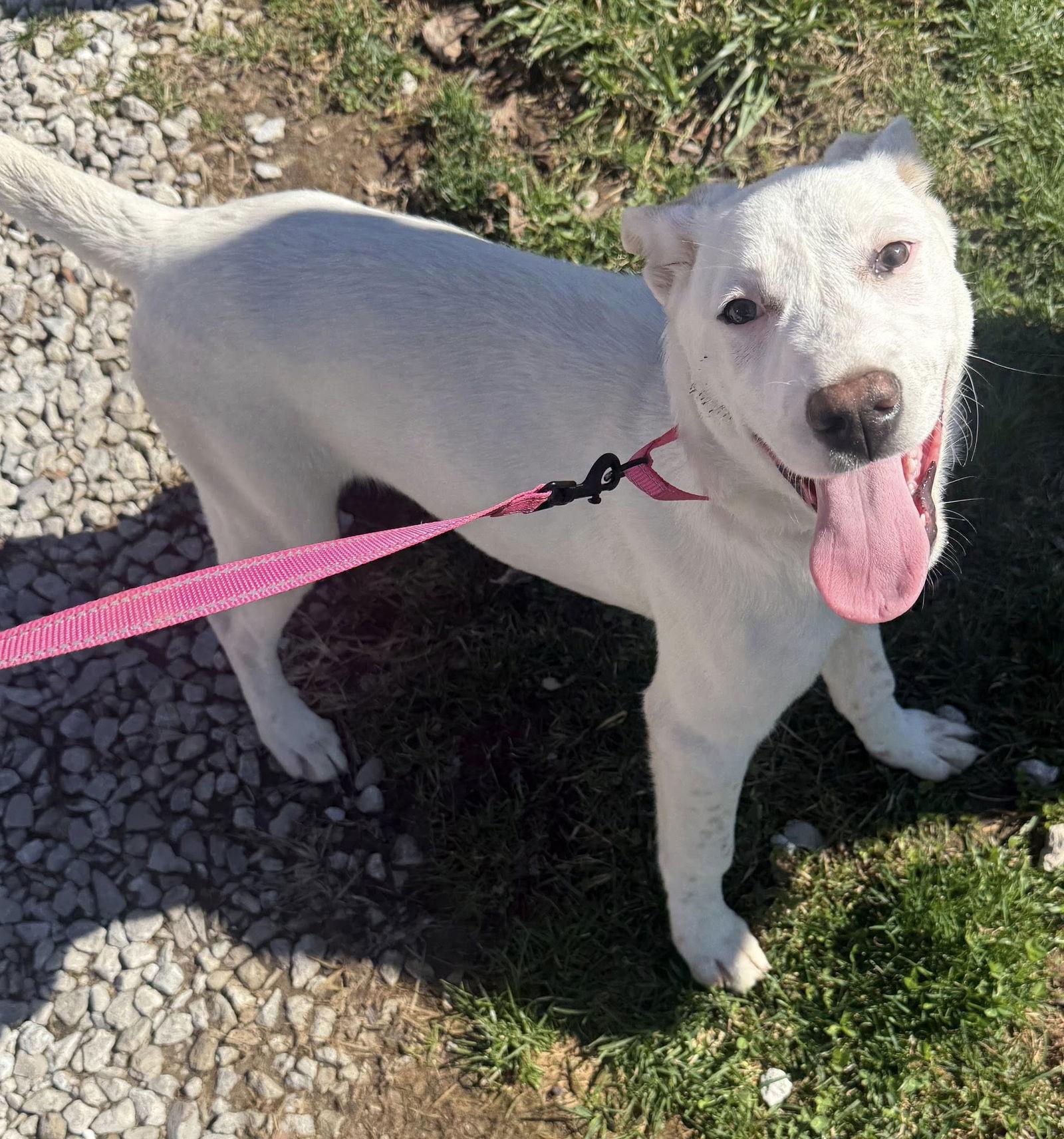 Enlarge Helene, a Adoptable Cattle Dog in Londonderry, NH image 3/3