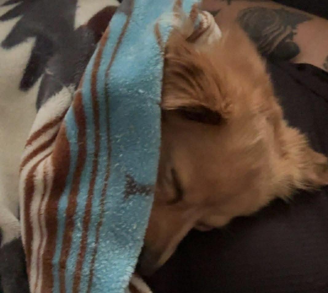 Rusty, an adopted Chihuahua in Bonney Lake, WA image 6/6