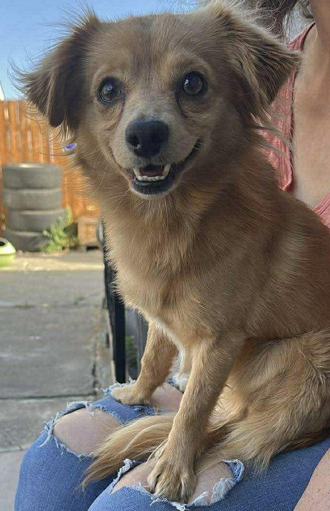 Rusty, an adopted Chihuahua in Bonney Lake, WA image 2/6