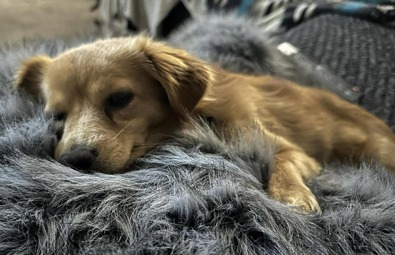 Rusty, an adopted Chihuahua in Bonney Lake, WA image 3/6