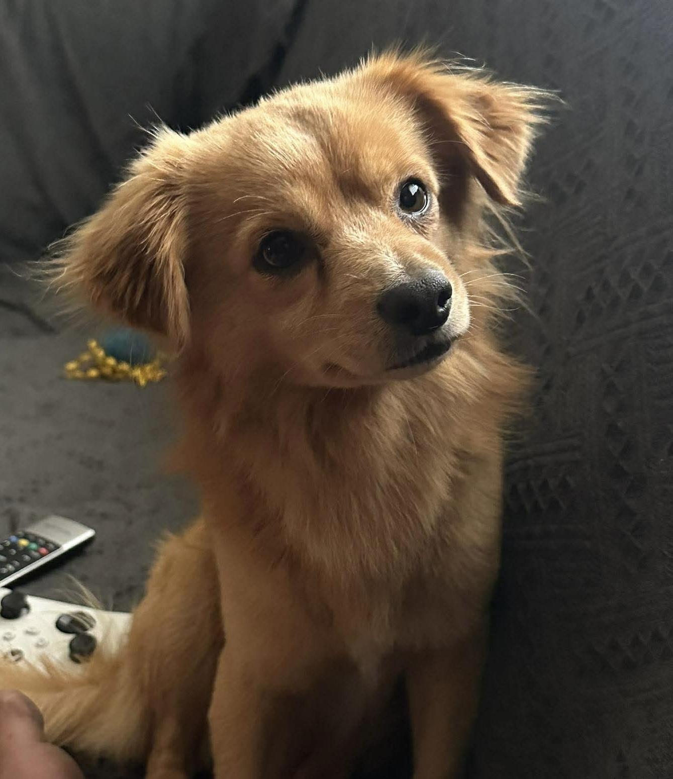 Rusty, an adopted Chihuahua in Bonney Lake, WA image 1/6