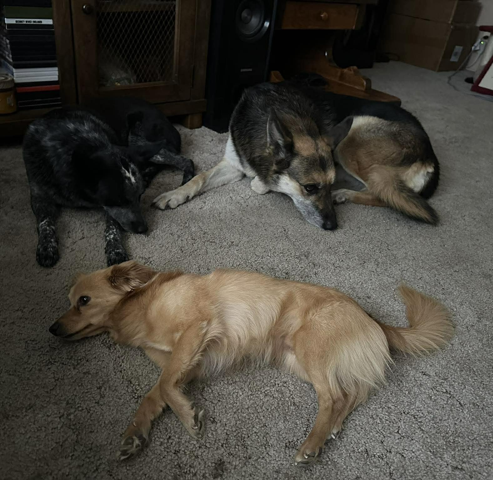 Rusty, an adopted Chihuahua in Bonney Lake, WA image 4/6