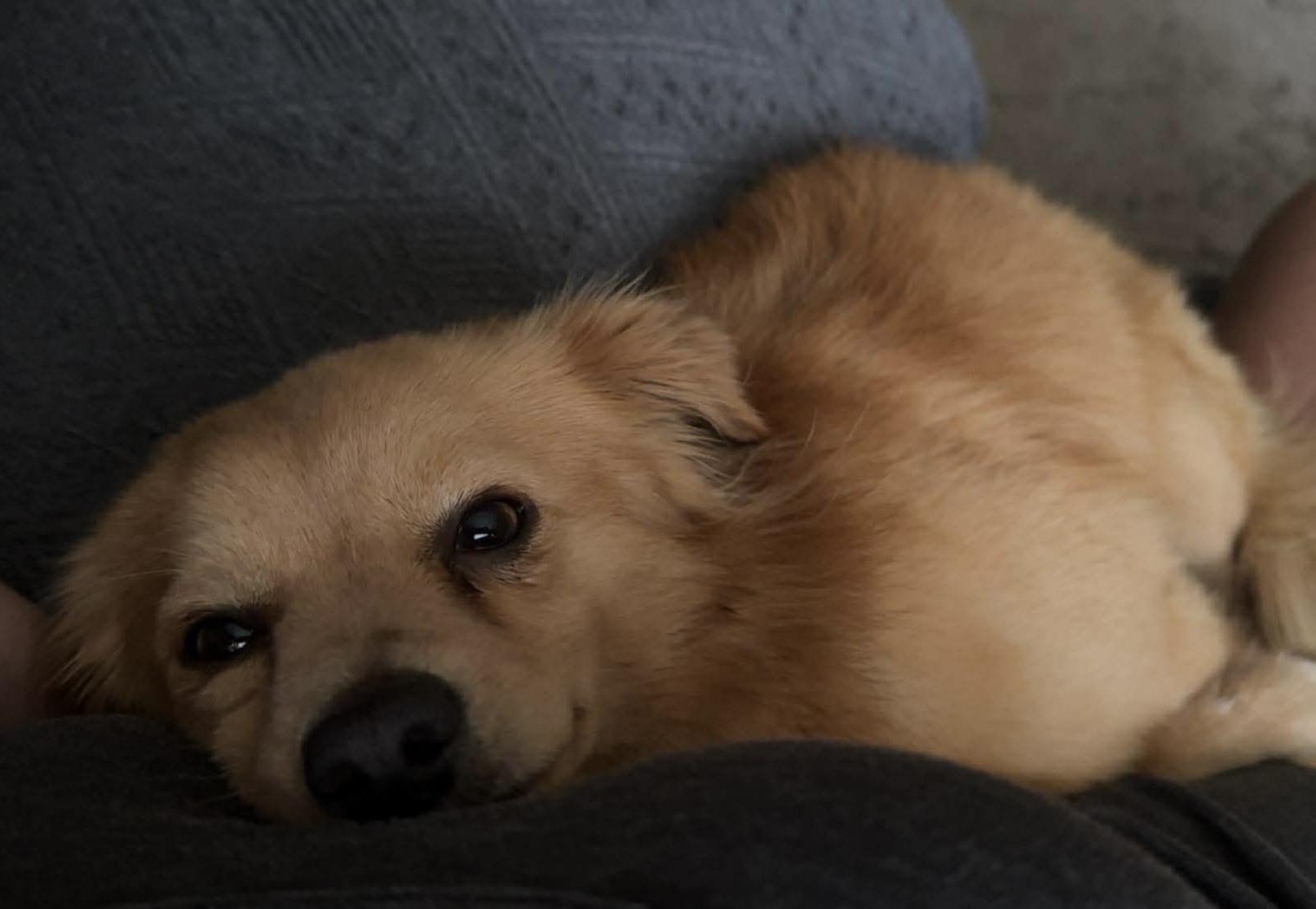 Rusty, an adopted Chihuahua in Bonney Lake, WA image 5/6