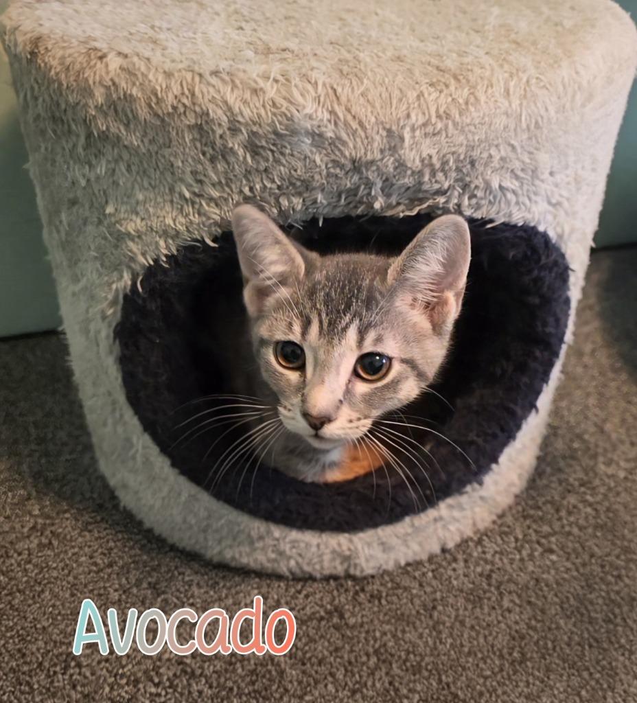 Avocado, Adoptable, Kitten Male Domestic Short Hair.