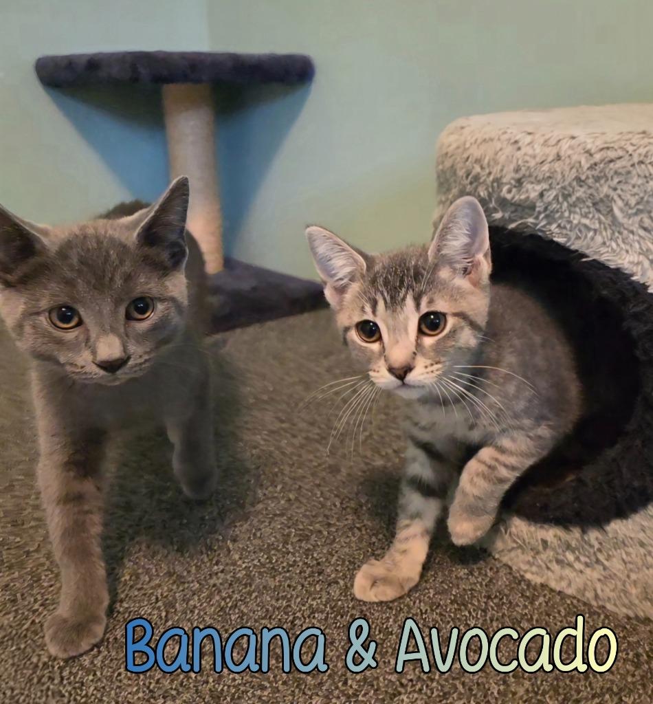 Enlarge Avocado, a Adoptable mixed breed in Port Clinton, OH image 2/3