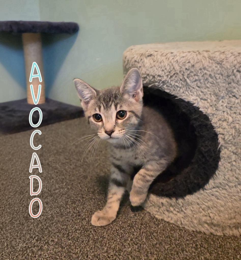Enlarge Avocado, a Adoptable mixed breed in Port Clinton, OH image 3/3