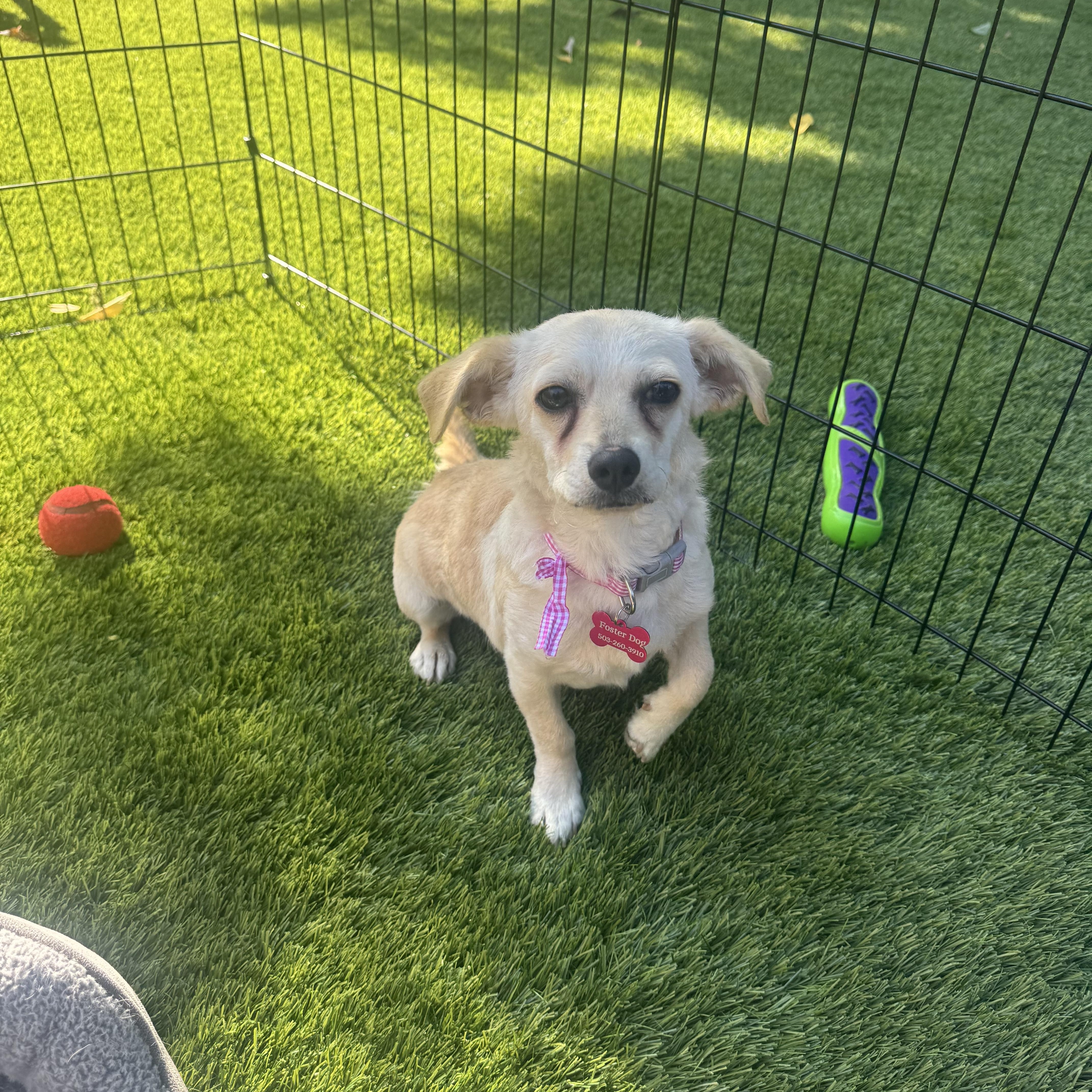 Enlarge Dolly, a Adopted mixed breed in Amity, OR image 2/2