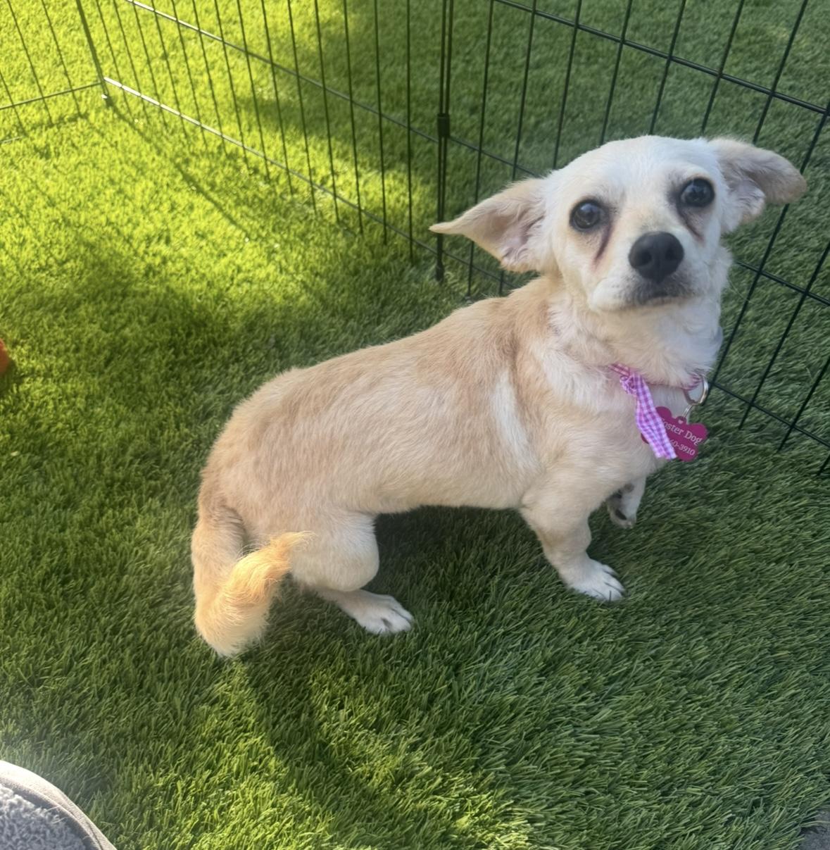 Enlarge Dolly, a Adopted mixed breed in Amity, OR image 1/2