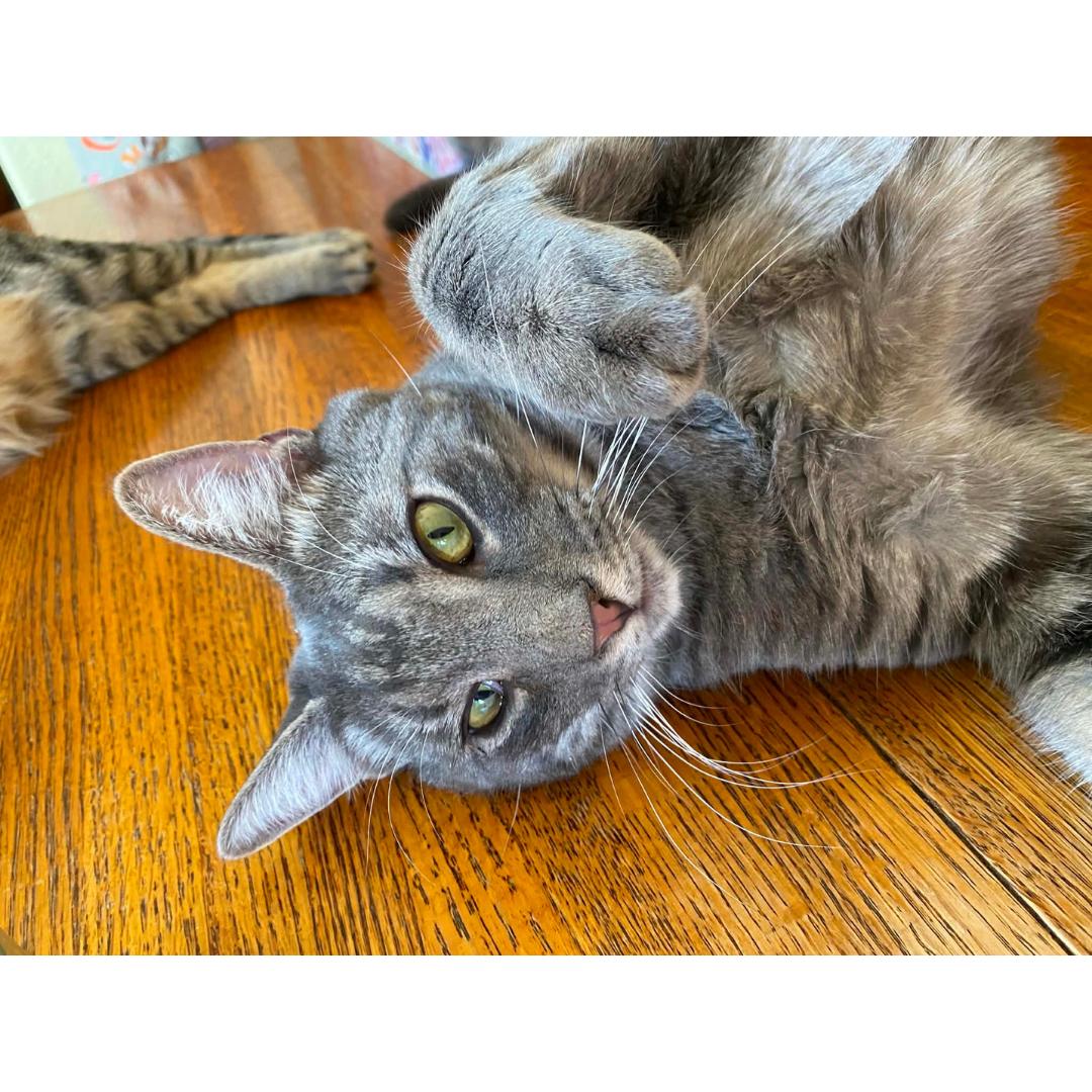 Brady, Adoptable, Young Male Tabby & Domestic Short Hair.