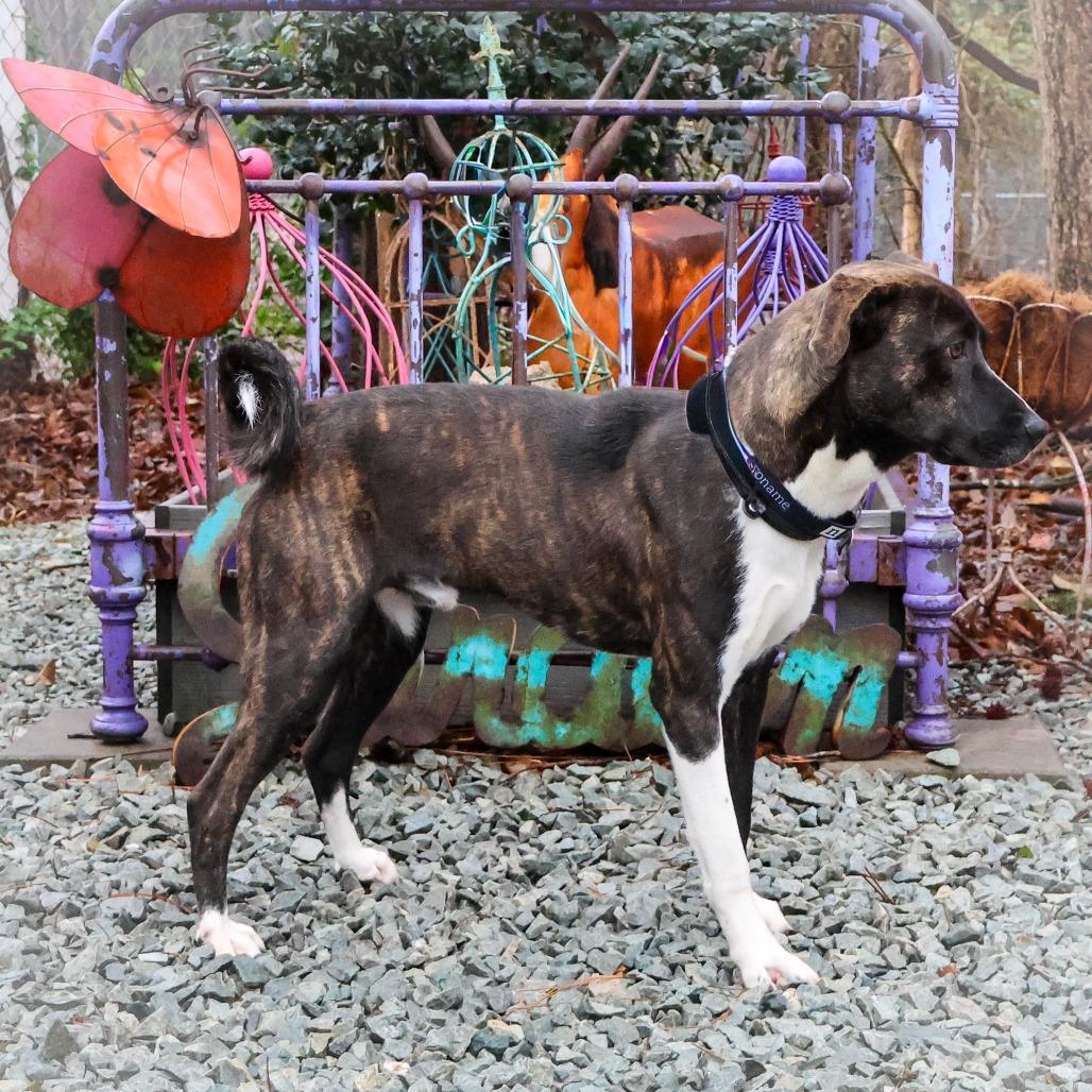 Drake, Adoptable, Adult Male Labrador Retriever & Mixed Breed.