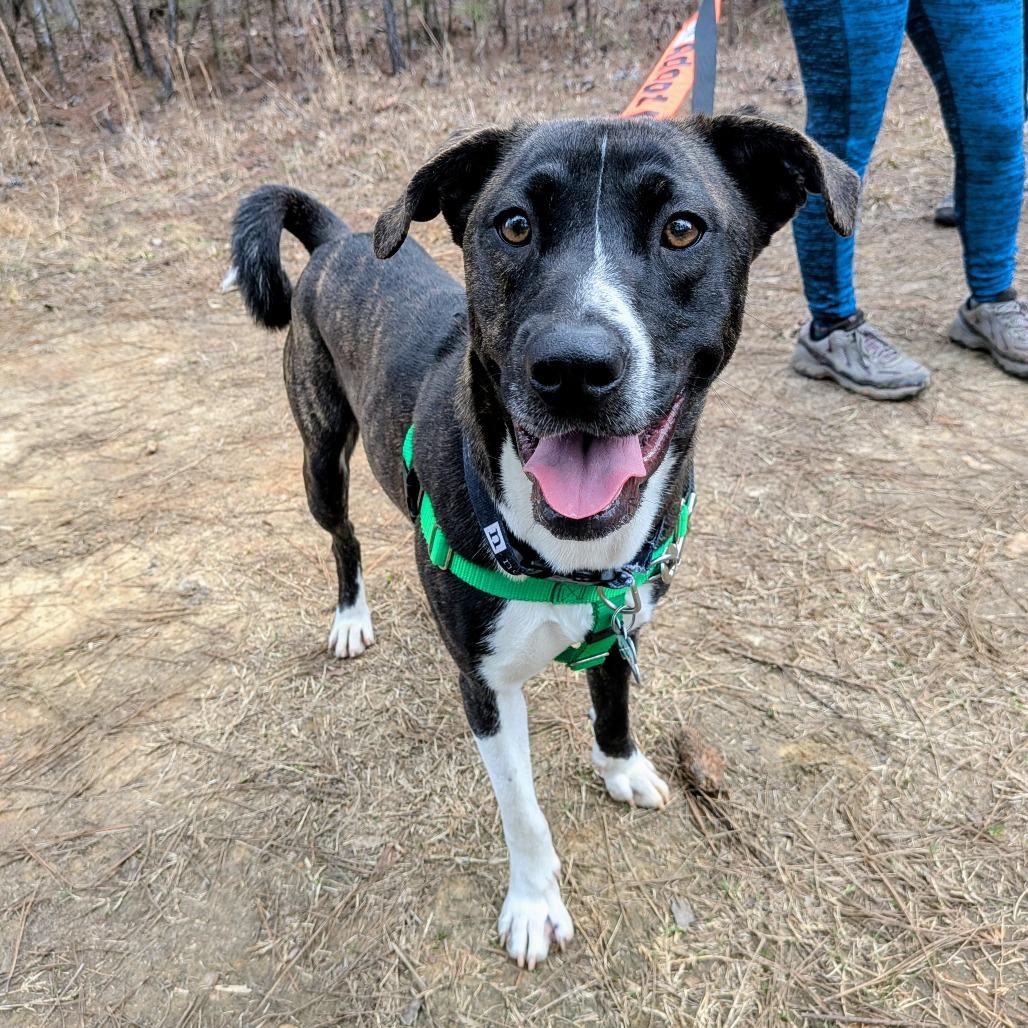 Enlarge Drake, a Adoptable mixed breed in Wake Forest, NC image 2/4