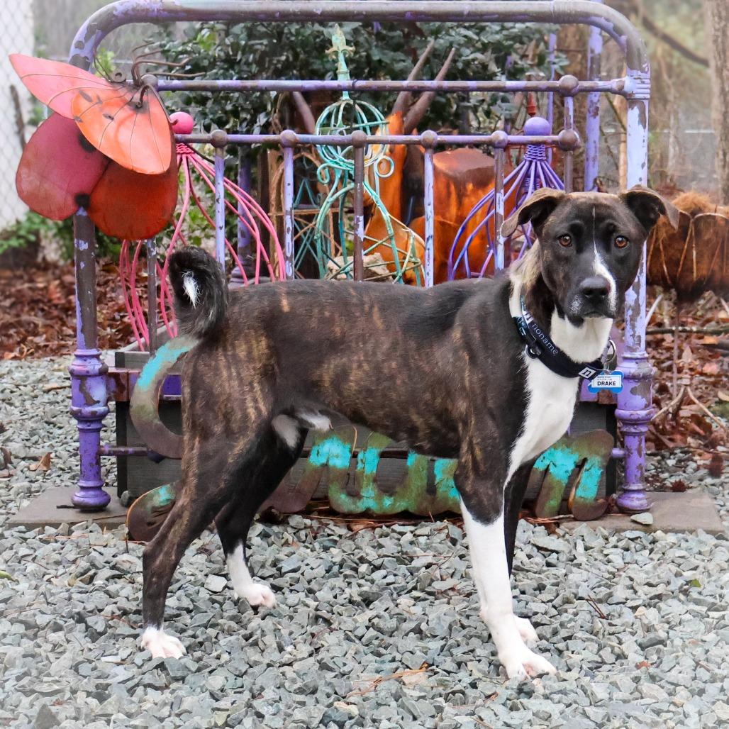 Enlarge Drake, a Adoptable mixed breed in Wake Forest, NC image 3/4