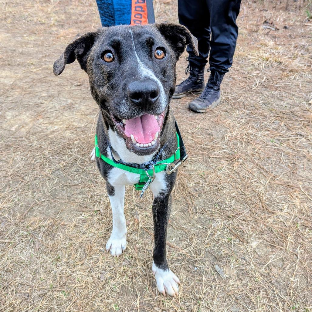 Enlarge Drake, a Adoptable mixed breed in Wake Forest, NC image 4/4