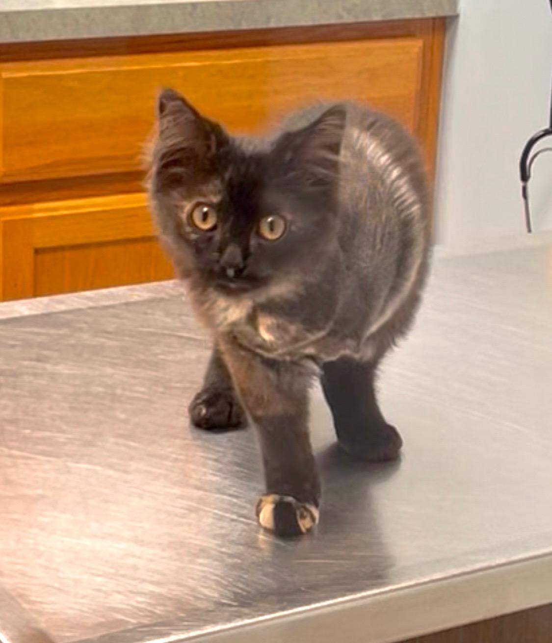 Chainlink, Adopted, Kitten Female Domestic Medium Hair.