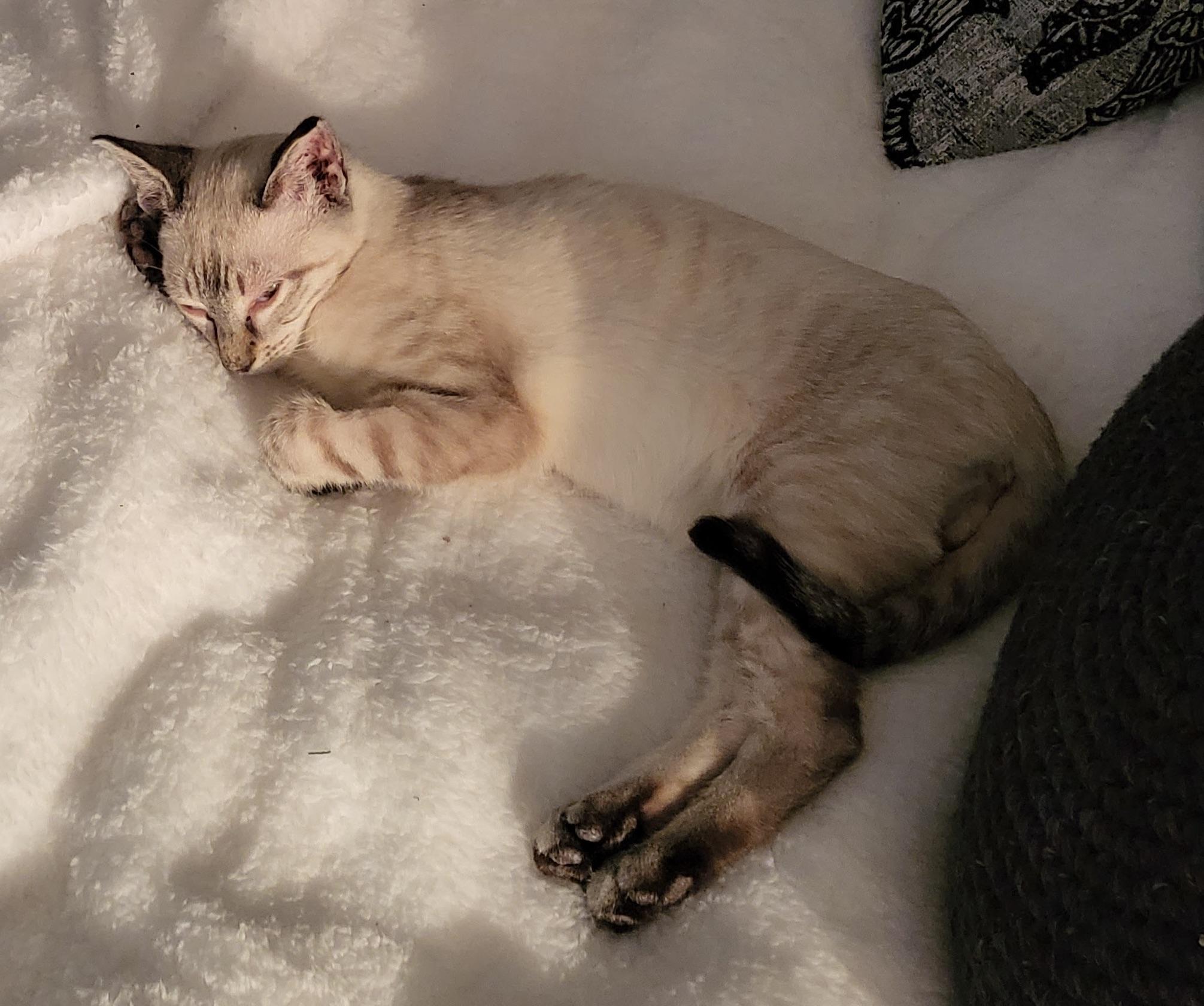 Finn - Lynx Point Siamese