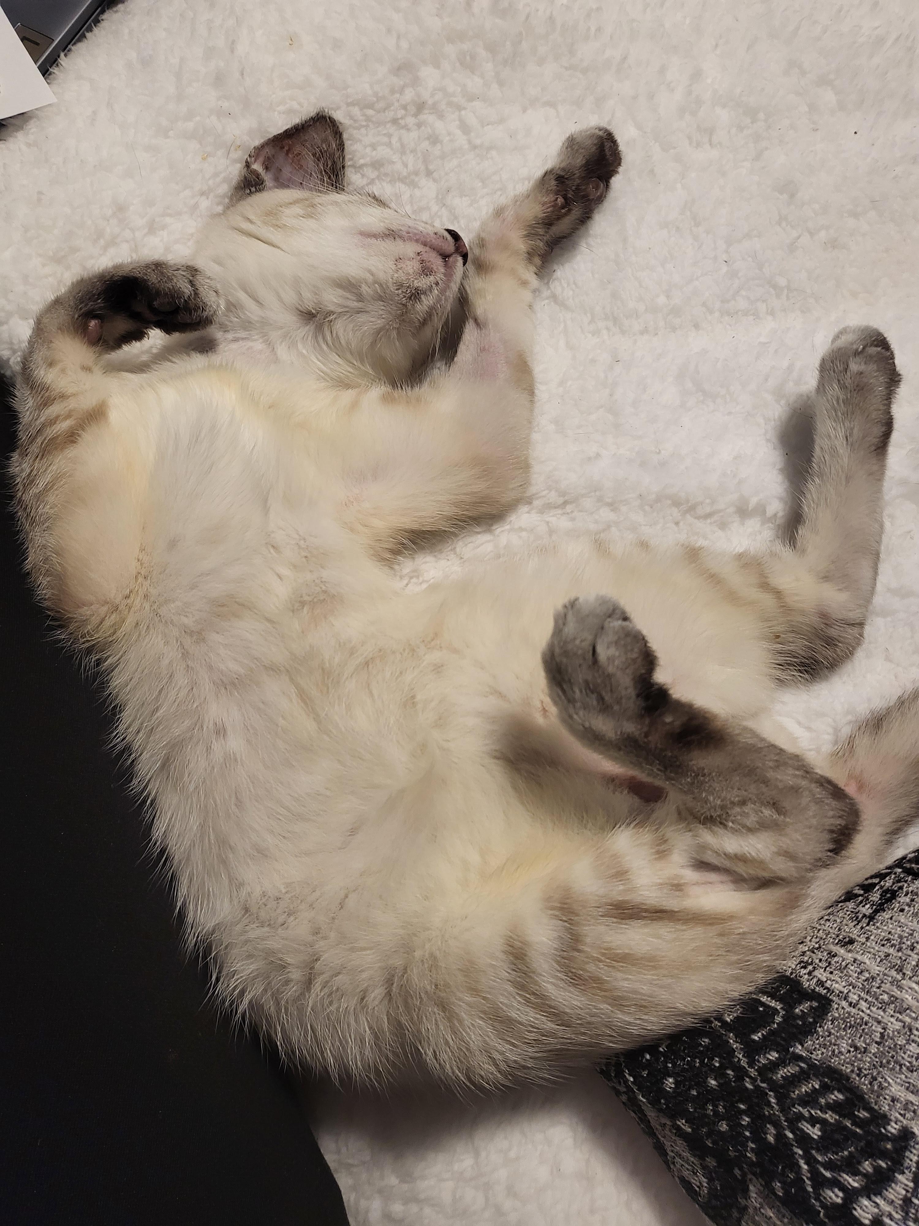 Finn - Lynx Point Siamese