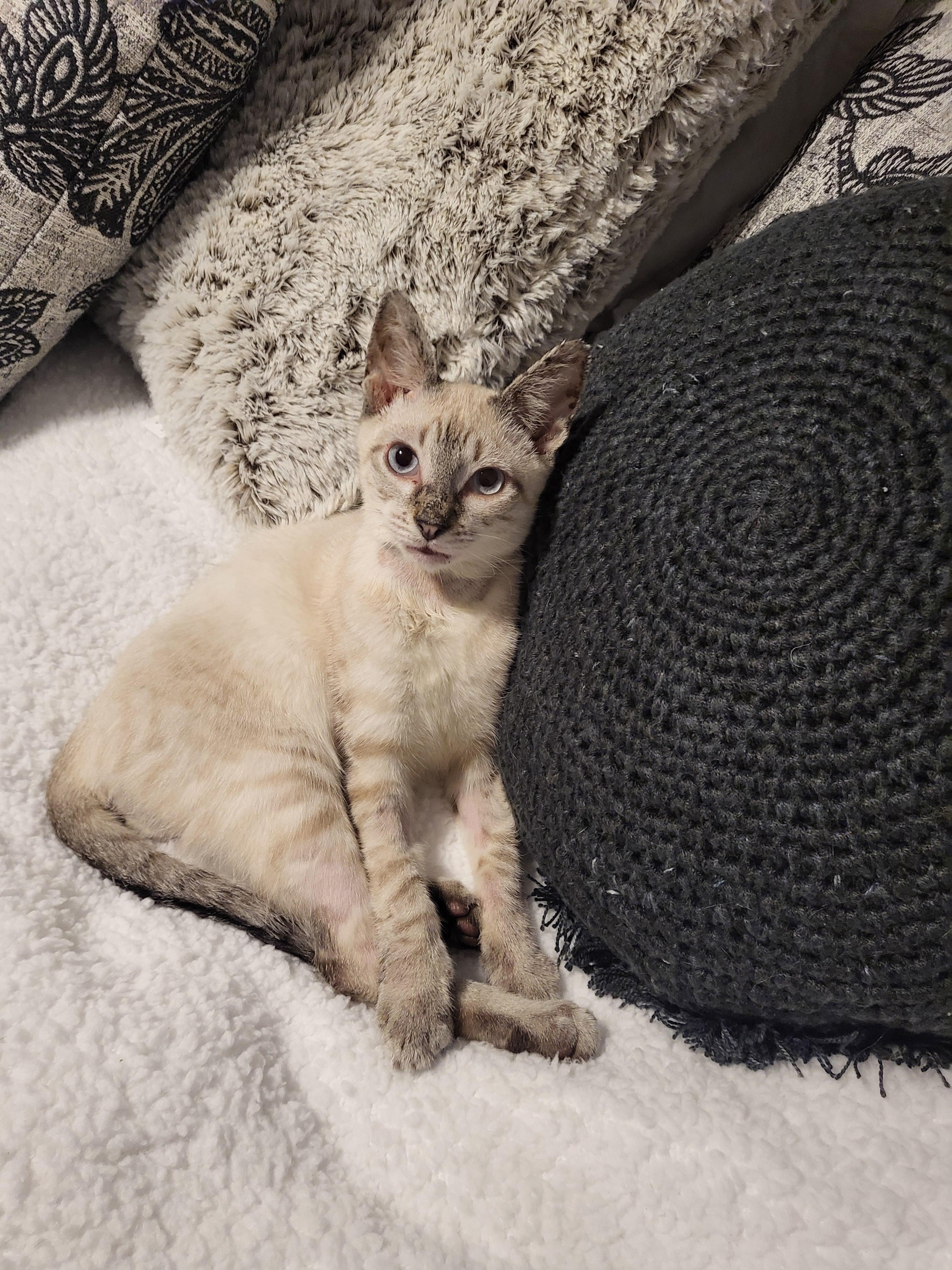 Finn - Lynx Point Siamese