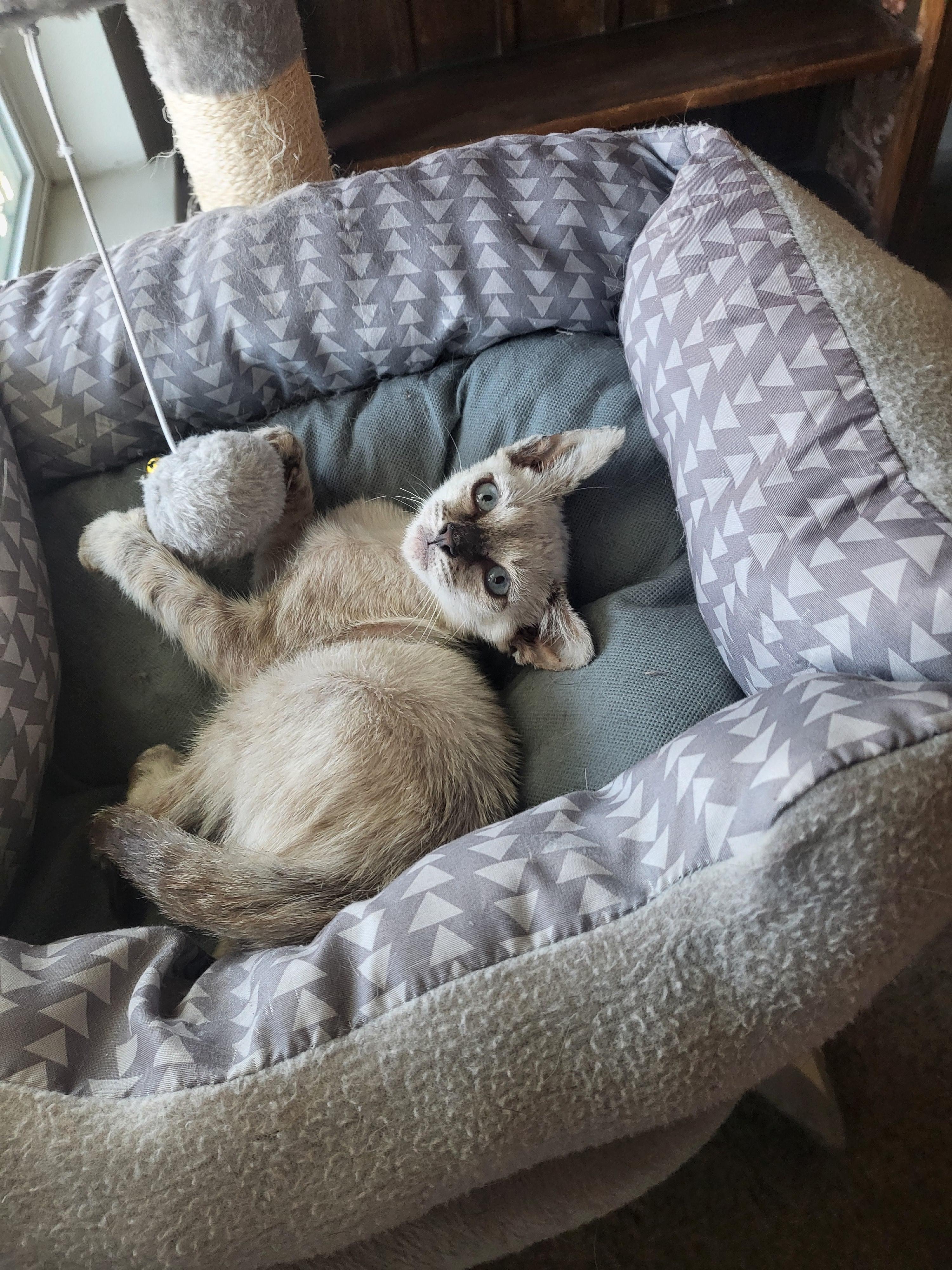 Finn - Lynx Point Siamese