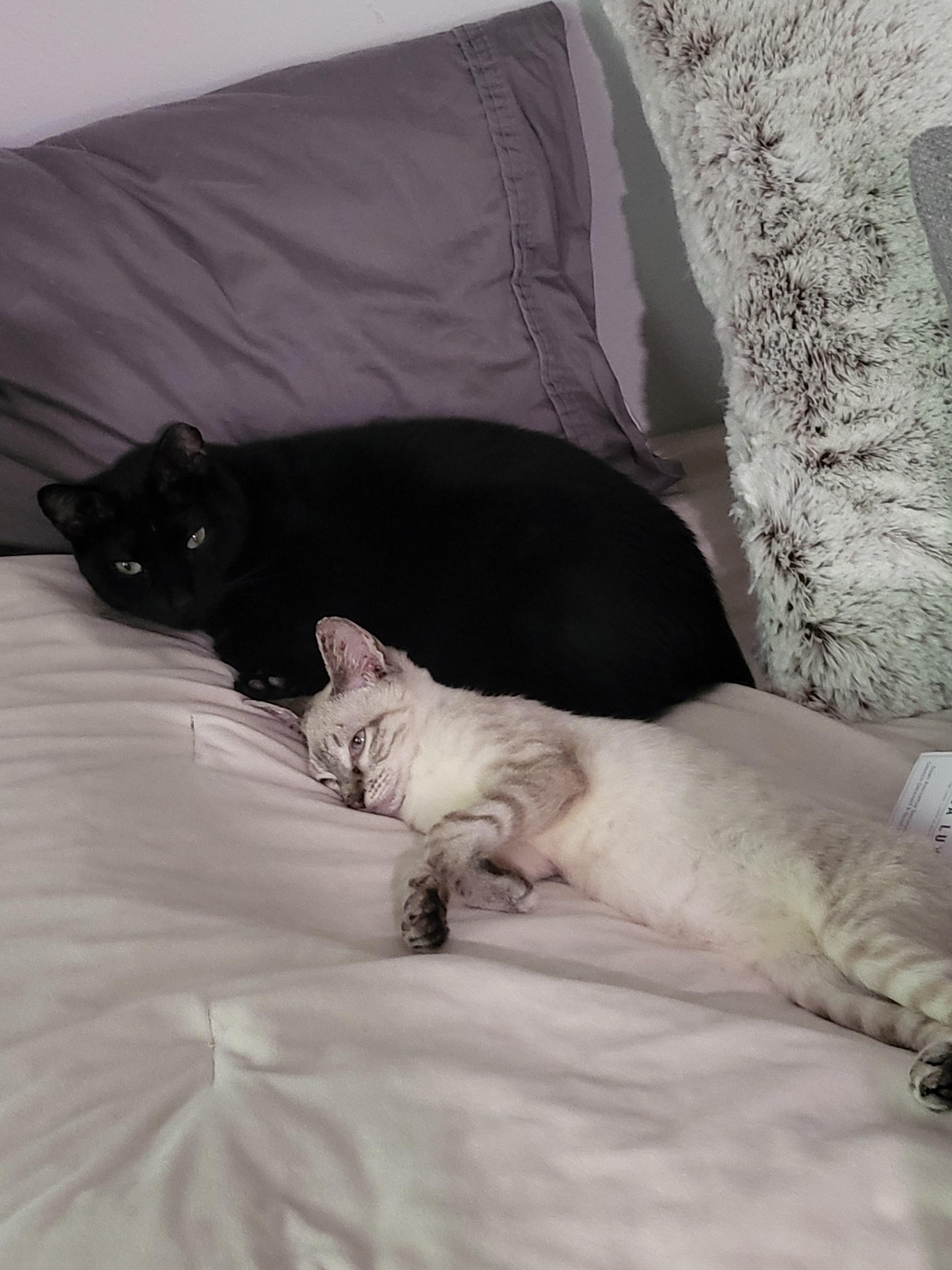 Finn - Lynx Point Siamese