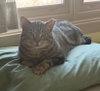 Apollo, Adoptable, Young Male Domestic Short Hair.