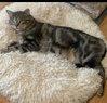 Enlarge Apollo, a Adoptable Domestic Short Hair in Evergreen, CO image 3/3
