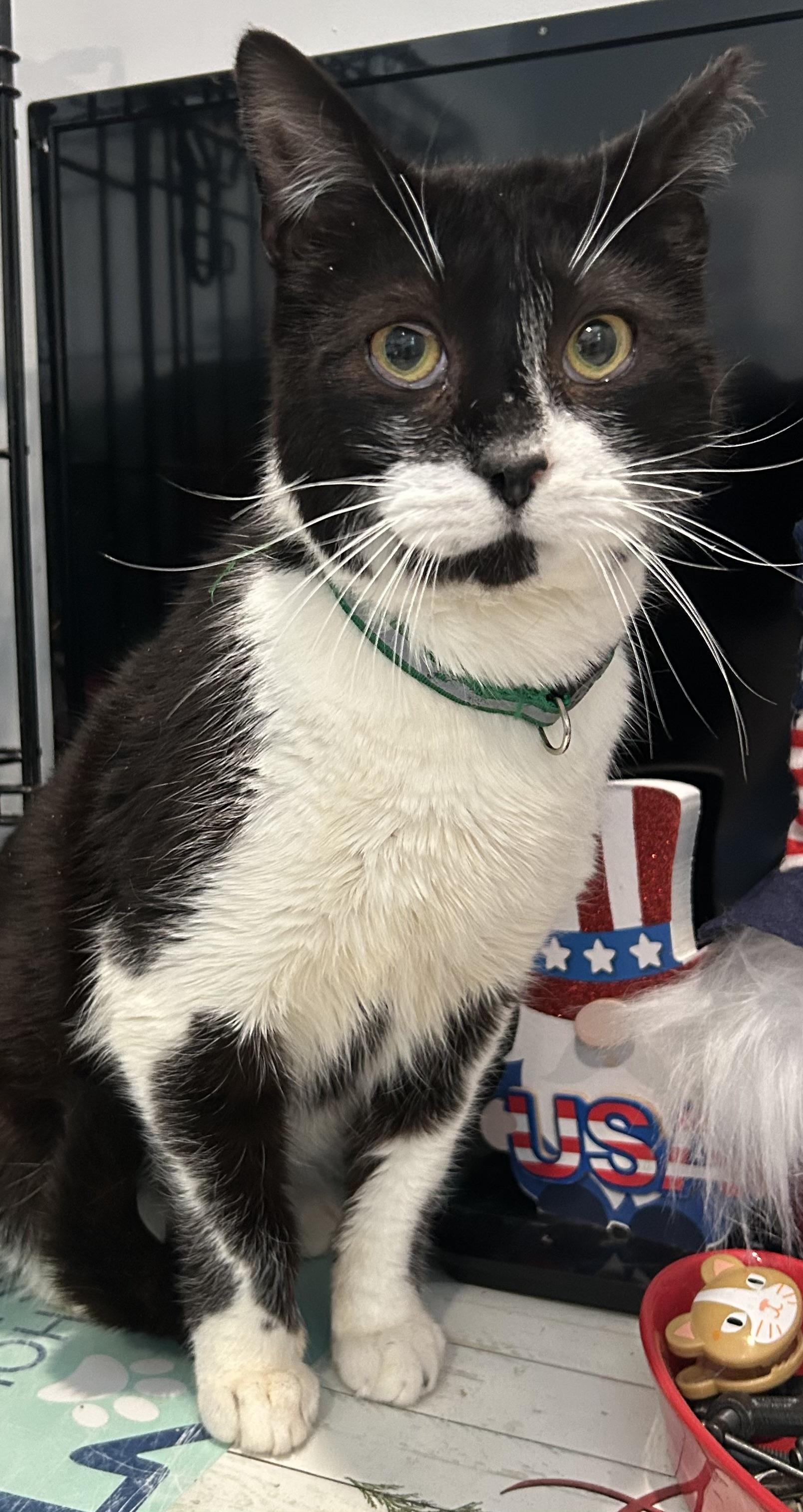 Enlarge Buddy, an adopted Domestic Short Hair in Sayville, NY image 1/1