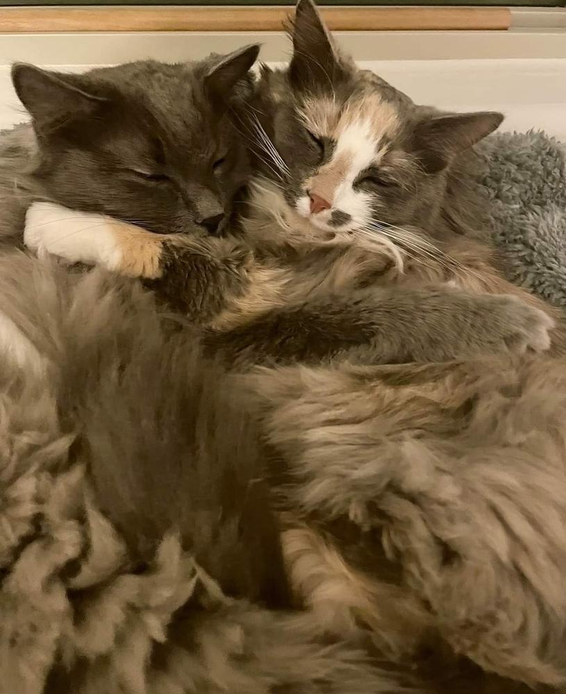 Enlarge Mistikal, a Adoptable mixed breed in Thatcher, AZ image 1/1