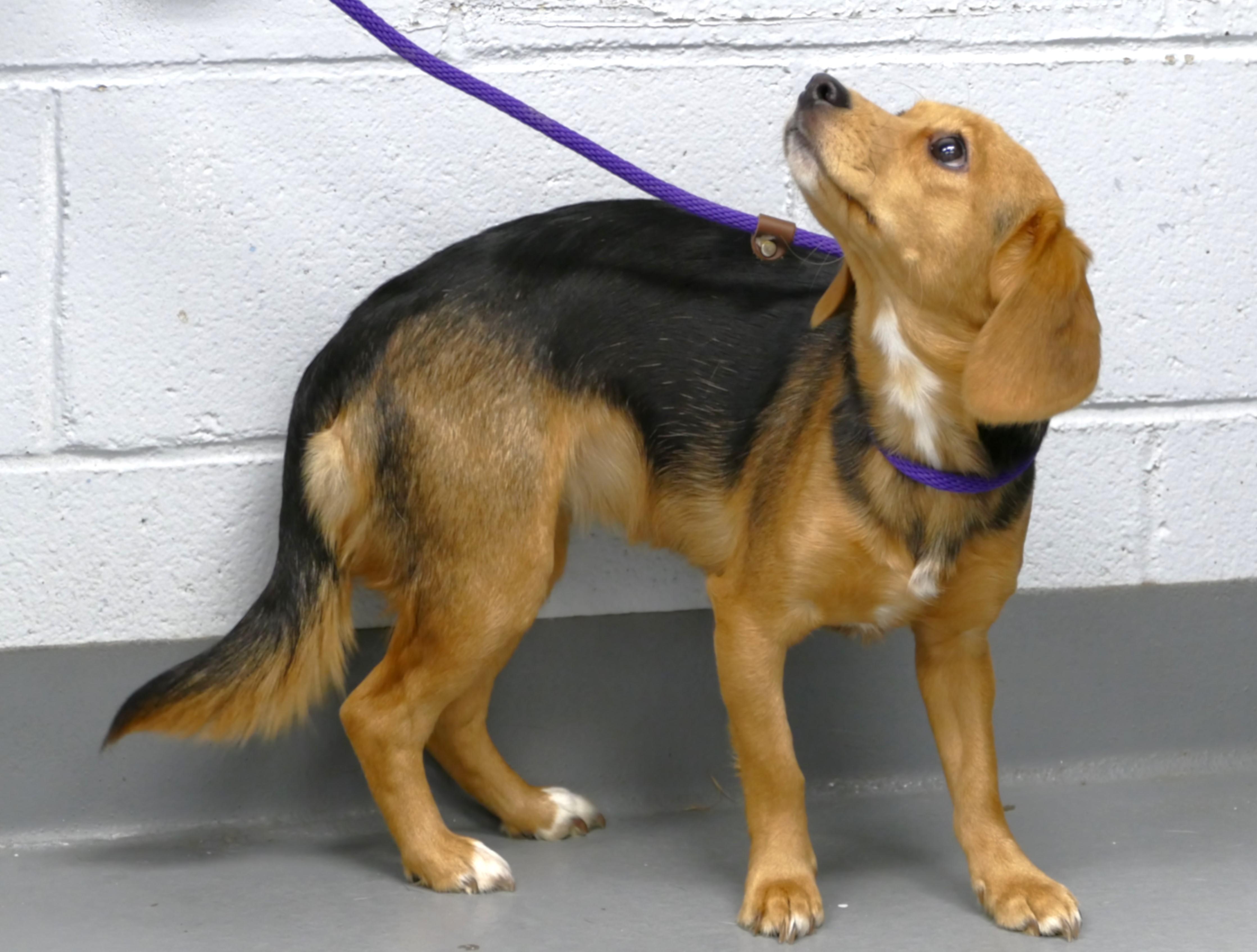 Enlarge EMMA, a ADOPTABLE mixed breed in Beechbottom, WV image 5/6