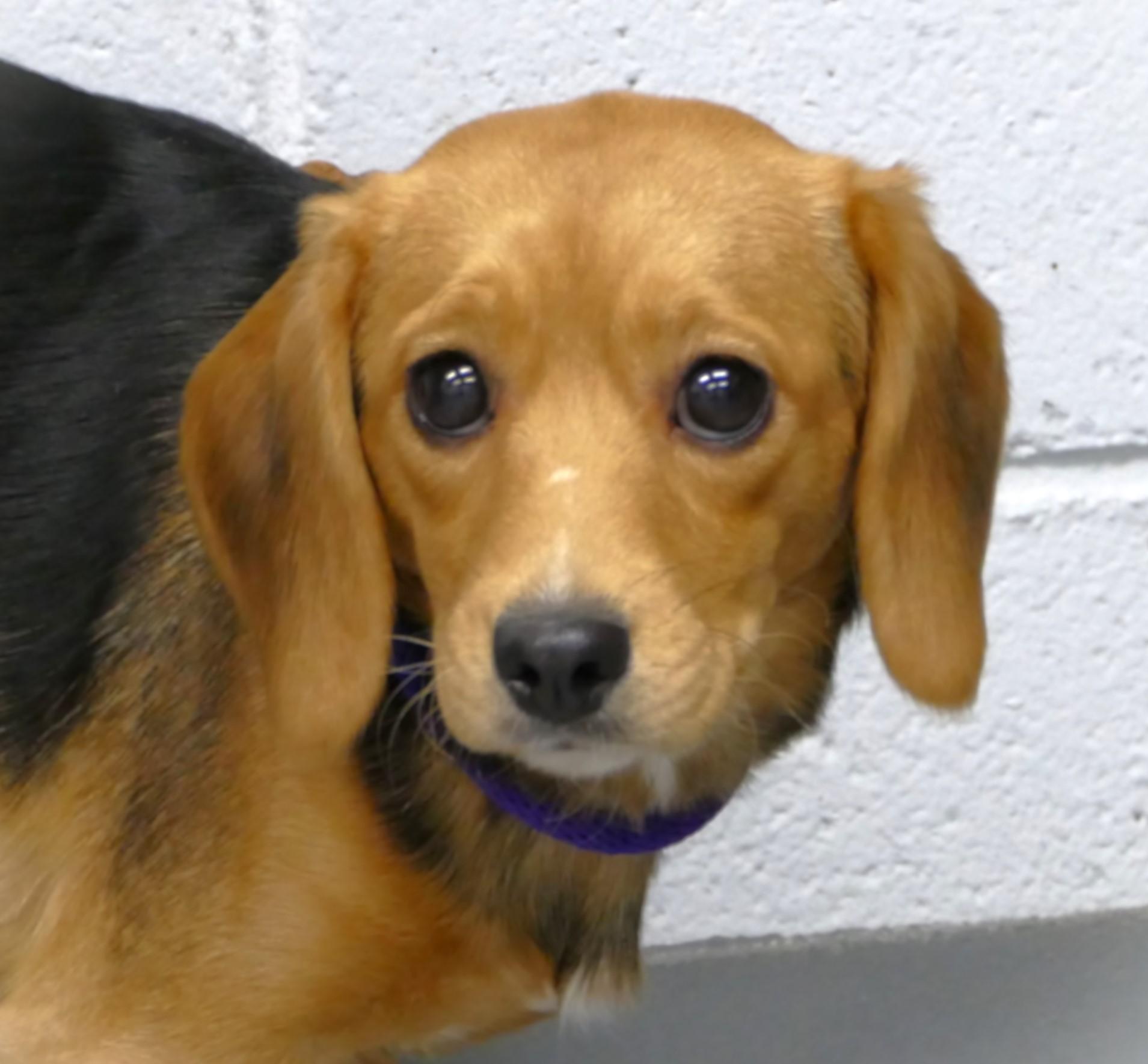 Enlarge EMMA, a ADOPTABLE mixed breed in Beechbottom, WV image 1/6