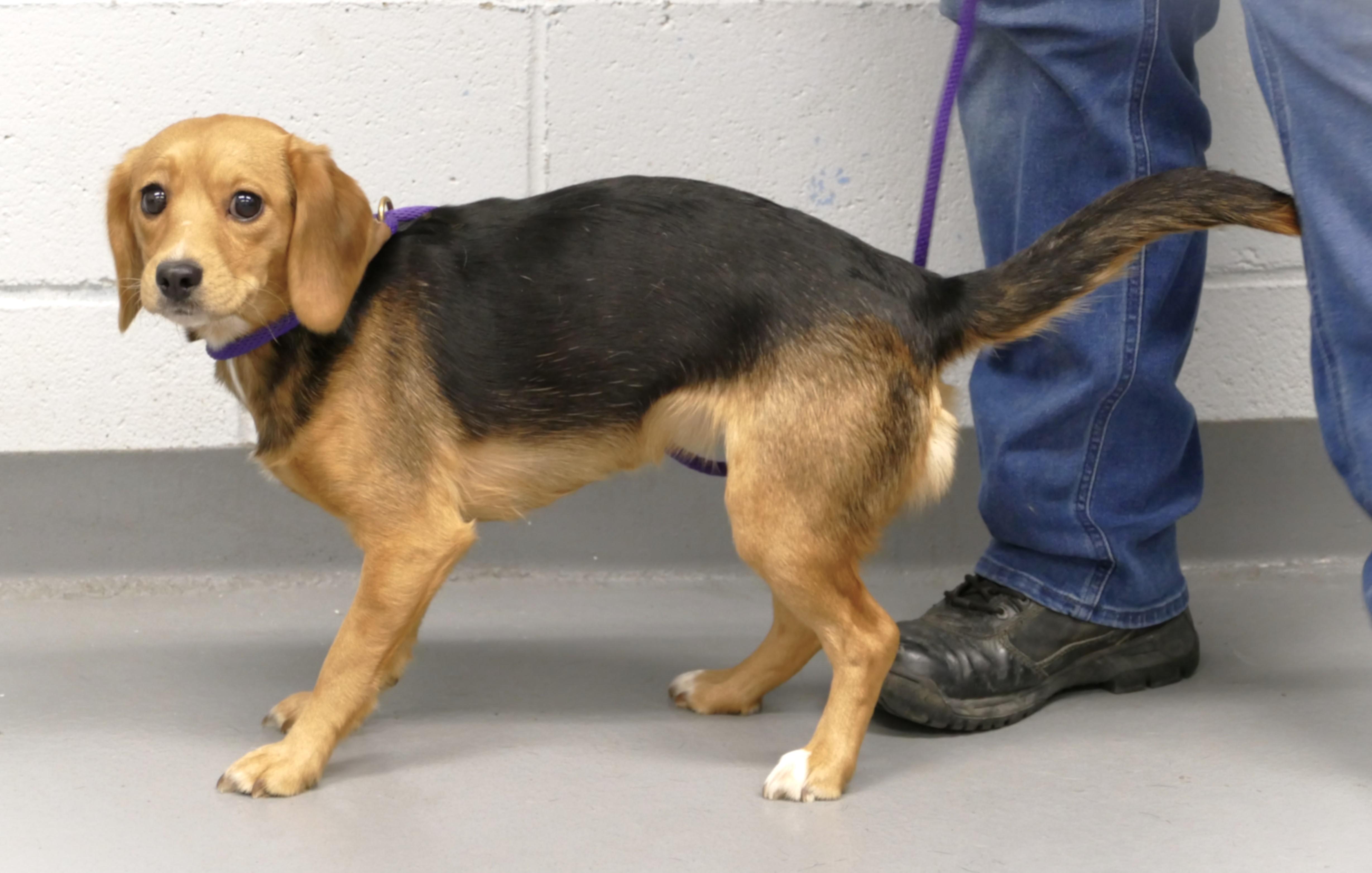 Enlarge EMMA, a ADOPTABLE mixed breed in Beechbottom, WV image 4/6