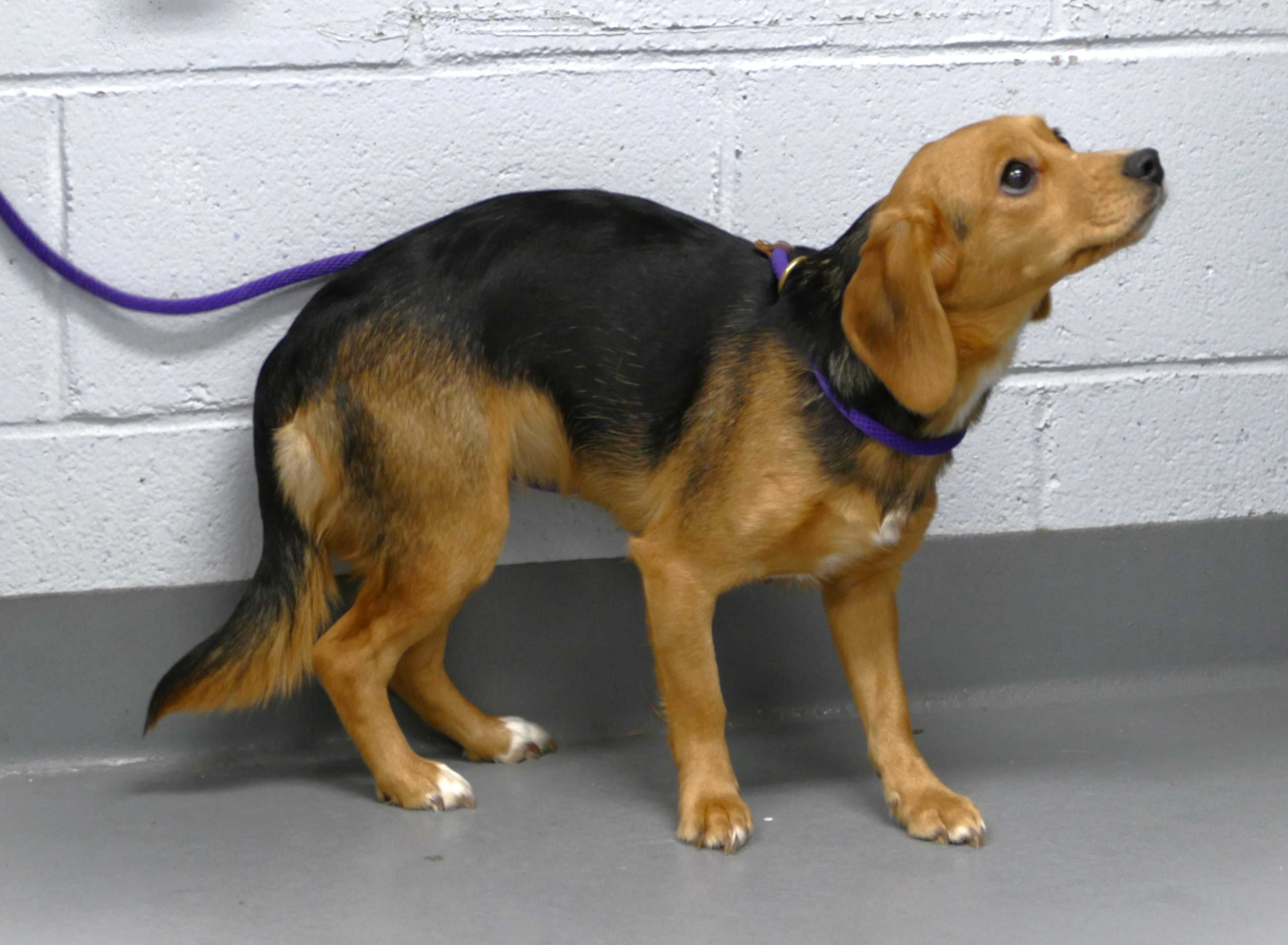 Enlarge EMMA, a ADOPTABLE mixed breed in Beechbottom, WV image 6/6