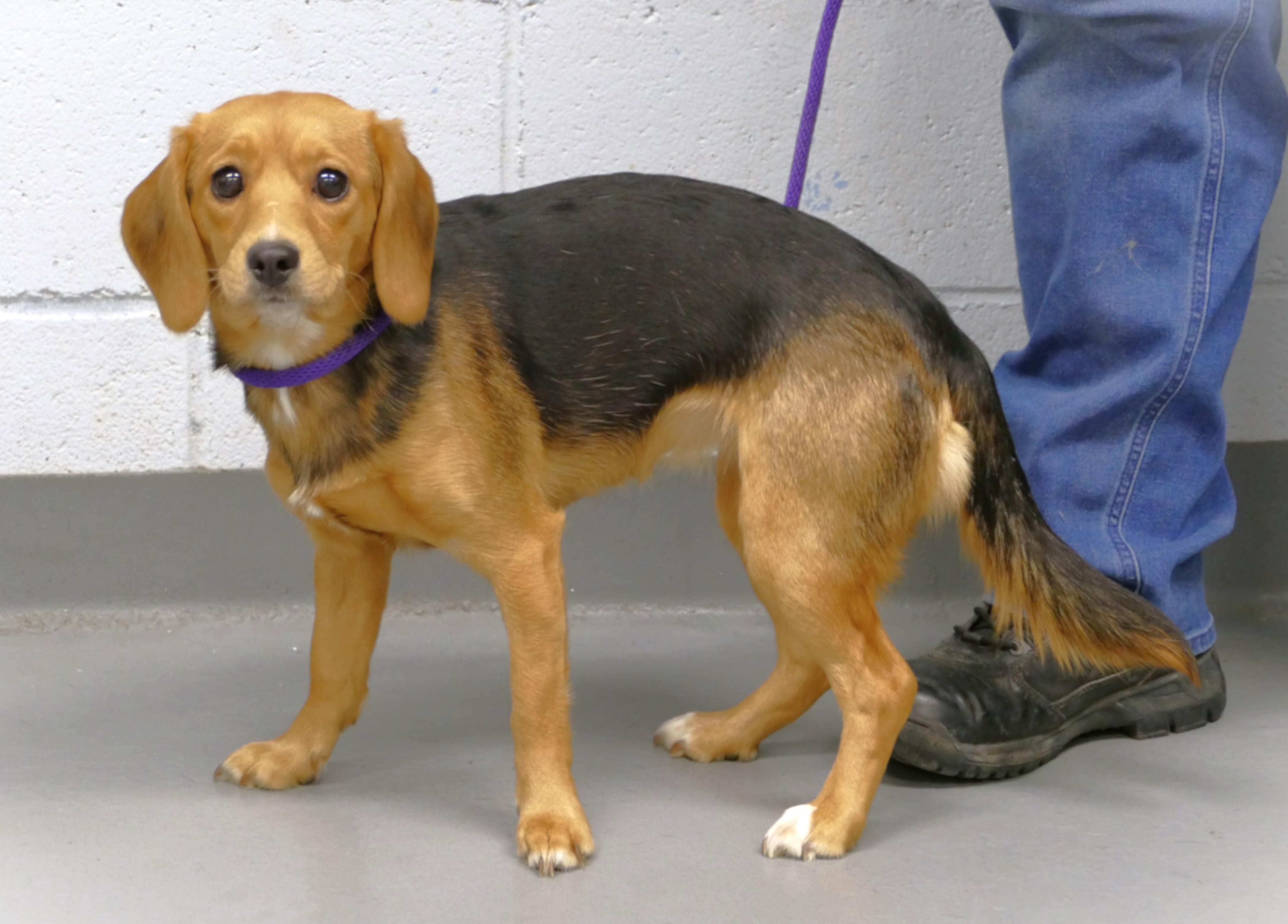Enlarge EMMA, a ADOPTABLE mixed breed in Beechbottom, WV image 2/6