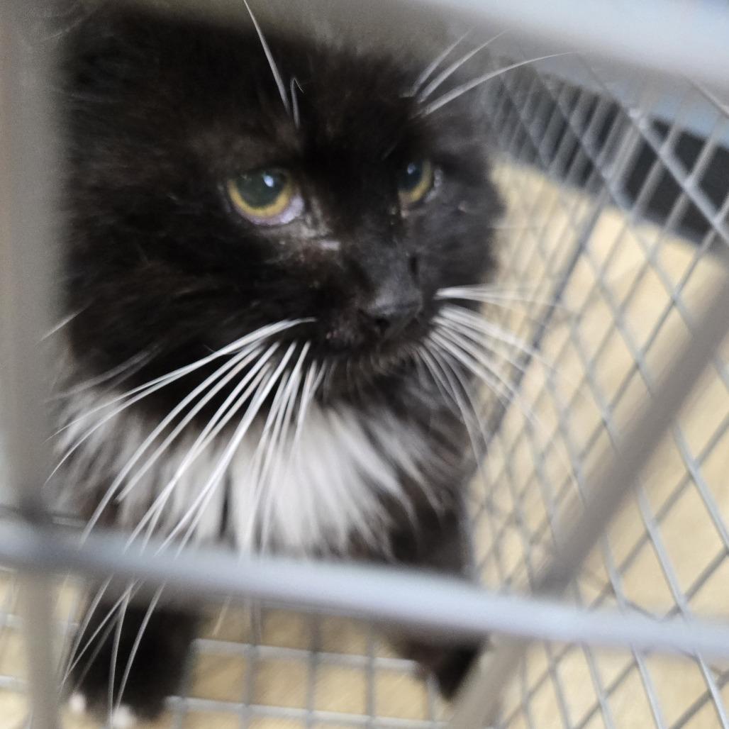 Enlarge Madeline, a Adoptable Domestic Medium Hair in Newark, NJ image 1/1