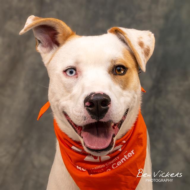 Enlarge BENNY, a Adoptable mixed breed in Albuquerque, NM image 1/1