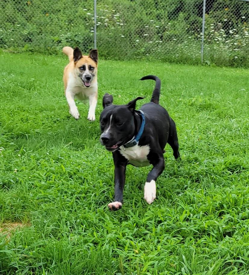 Bruiser, a ADOPTABLE mixed breed in Lisbon, OH image 2/3