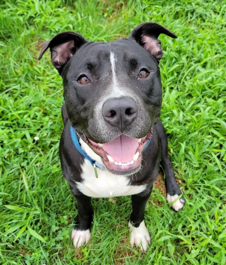 Bruiser, a ADOPTABLE mixed breed in Lisbon, OH image 1/3