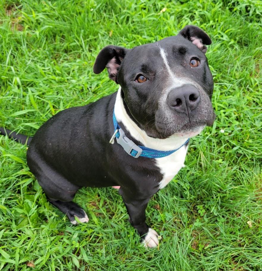 Bruiser, a ADOPTABLE mixed breed in Lisbon, OH image 3/3