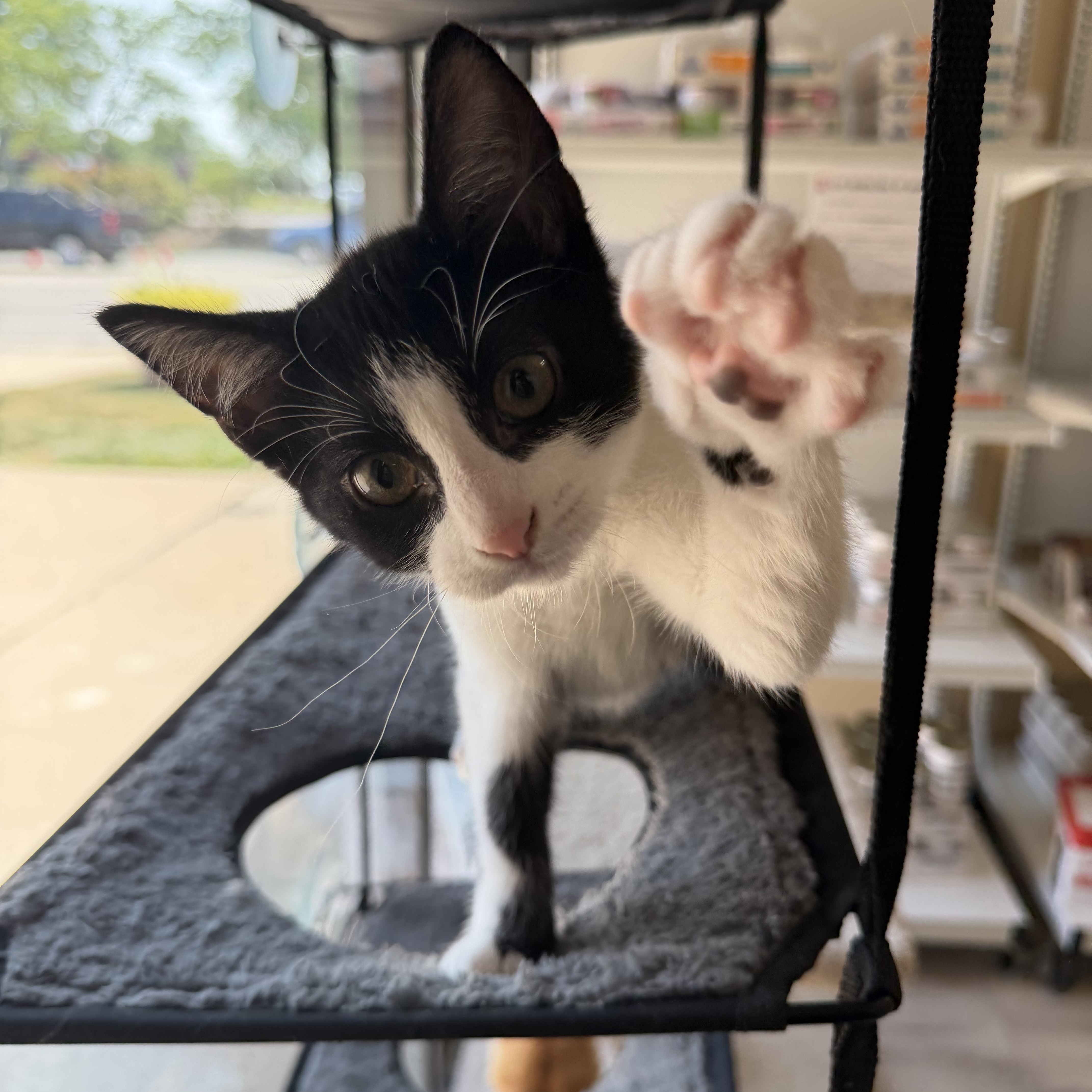Owen, ADOPTABLE, Kitten Male Domestic Short Hair.