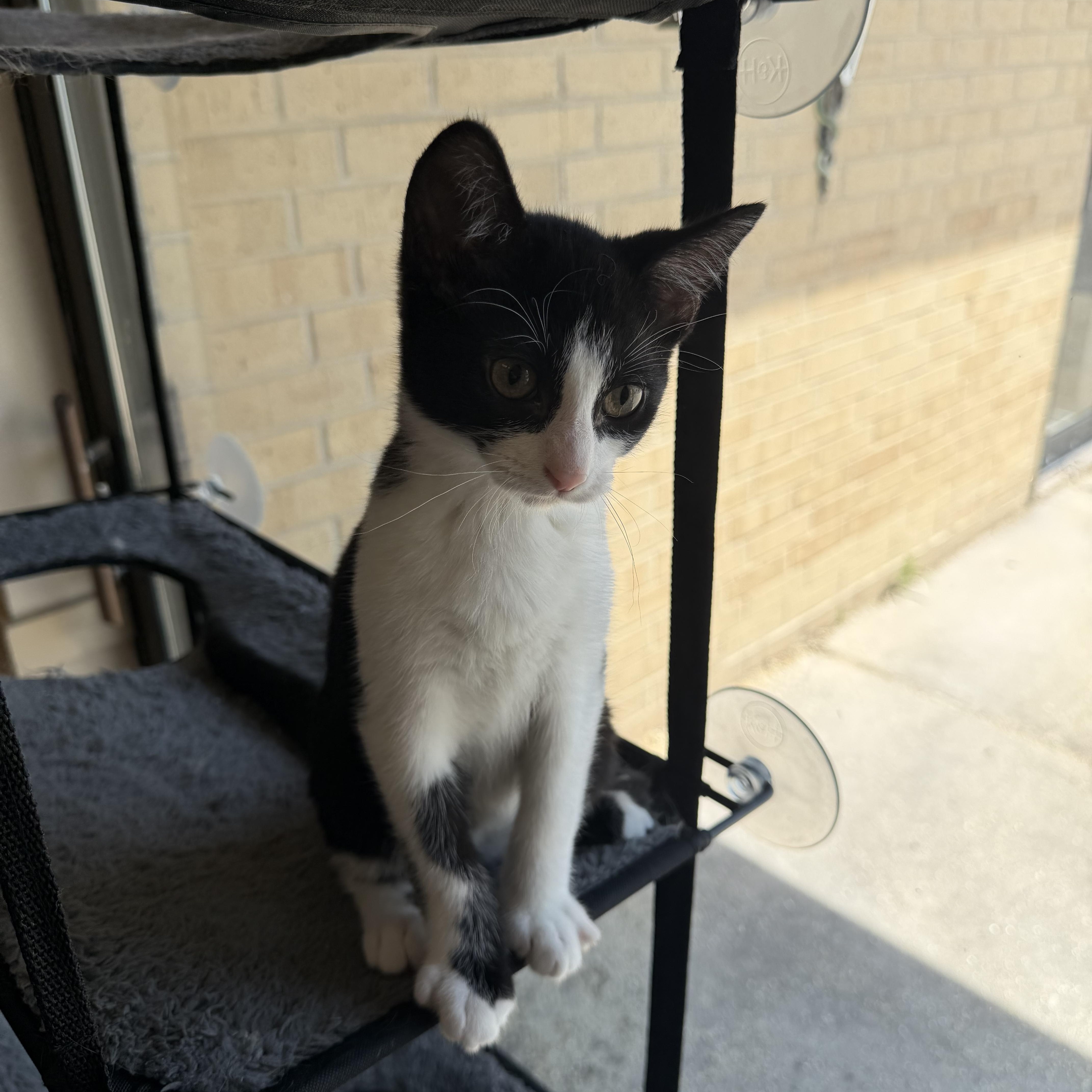 Enlarge Owen, a ADOPTABLE Domestic Short Hair in Madison, WI image 5/5