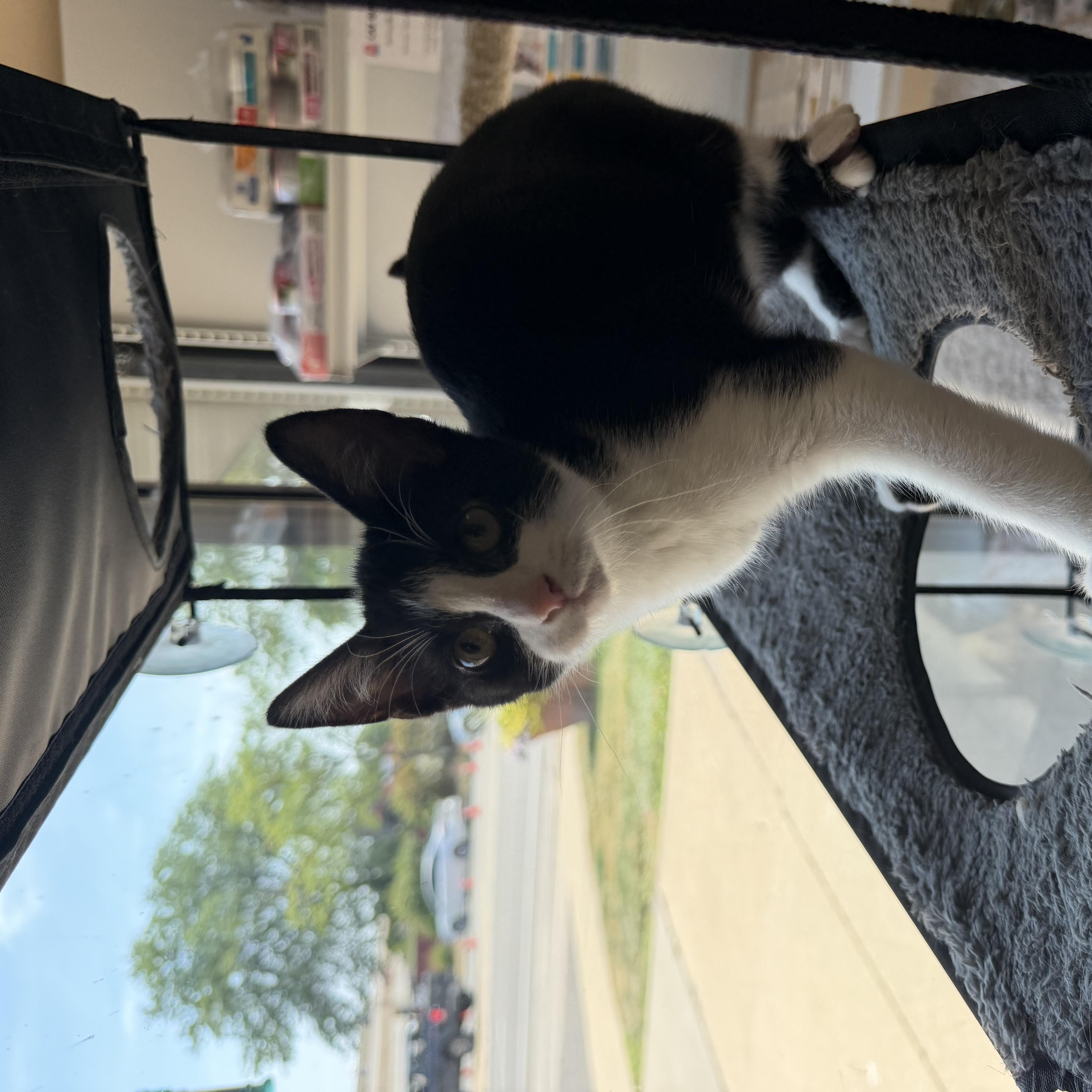 Enlarge Owen, a ADOPTABLE Domestic Short Hair in Madison, WI image 3/5