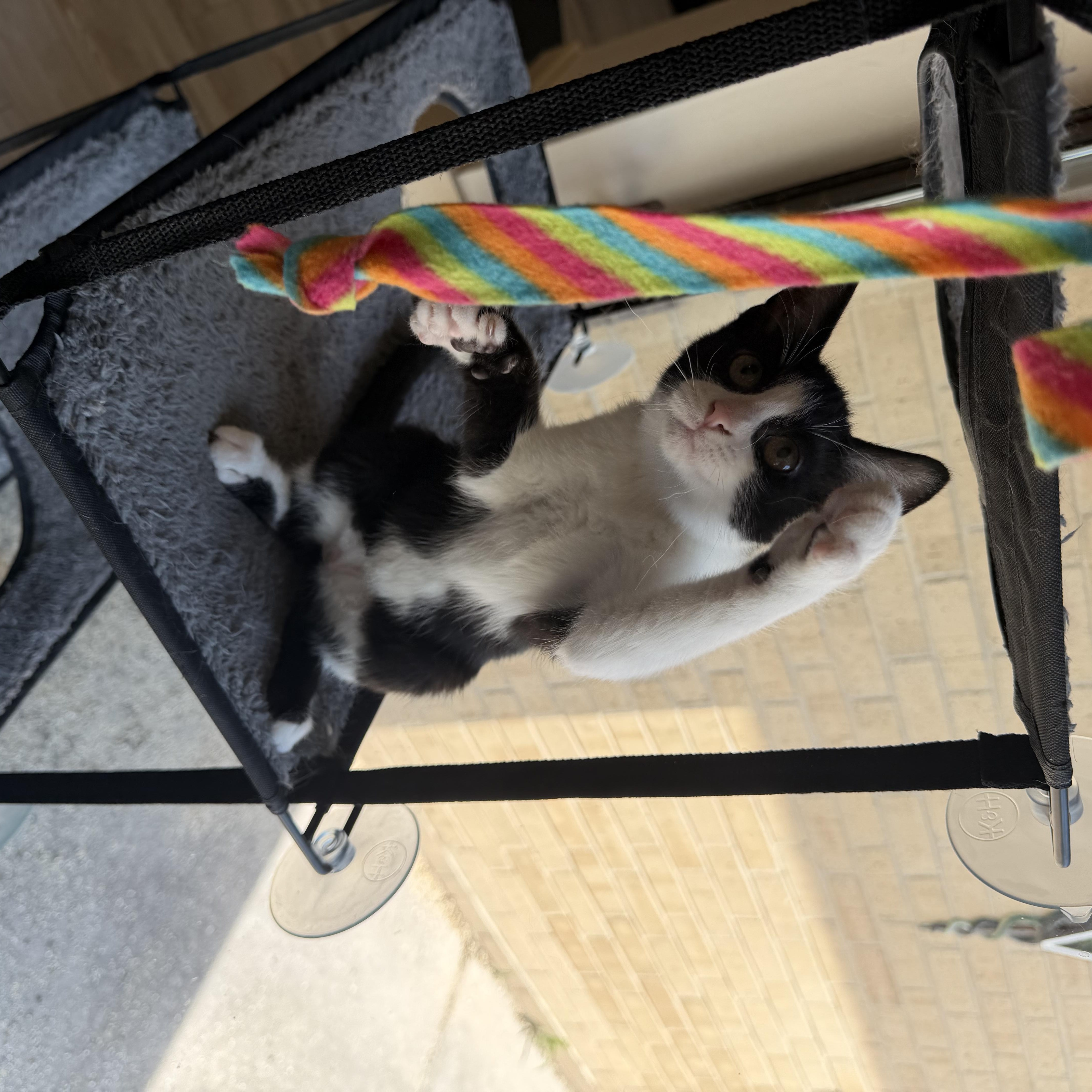 Enlarge Owen, a ADOPTABLE Domestic Short Hair in Madison, WI image 2/5
